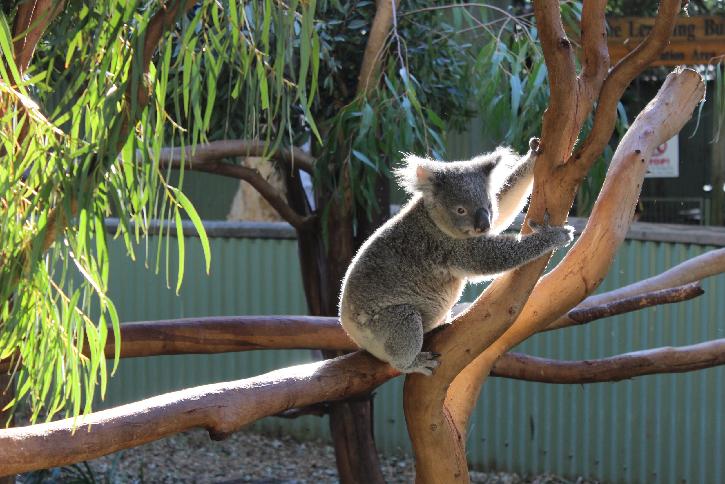 The Amazing Week Down Under