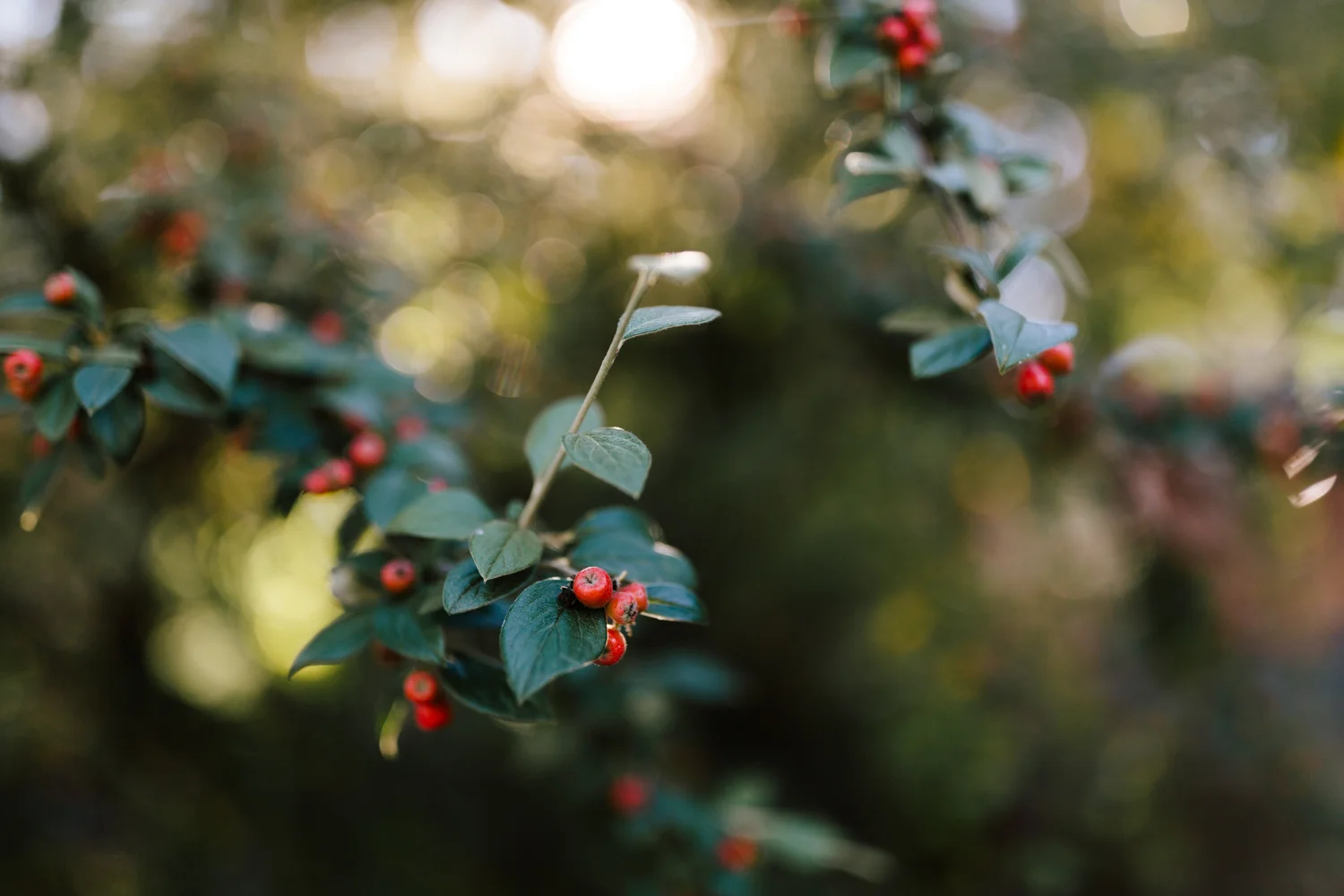 18th Sunday in Ordinary Time (My Daily Bread)