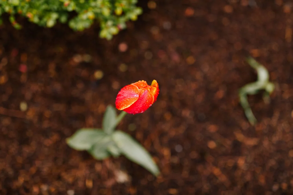 33rd Sunday in Ordinary Time: Dying to Oneself to be Rebuilt
