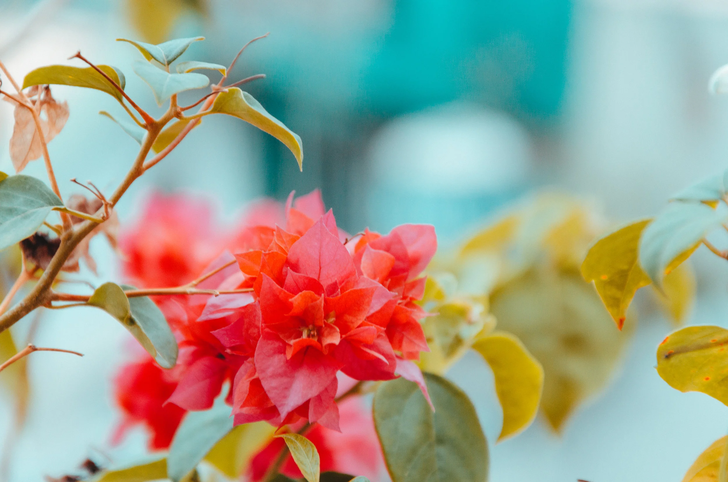 First Sunday of Lent: The Garden of Eden