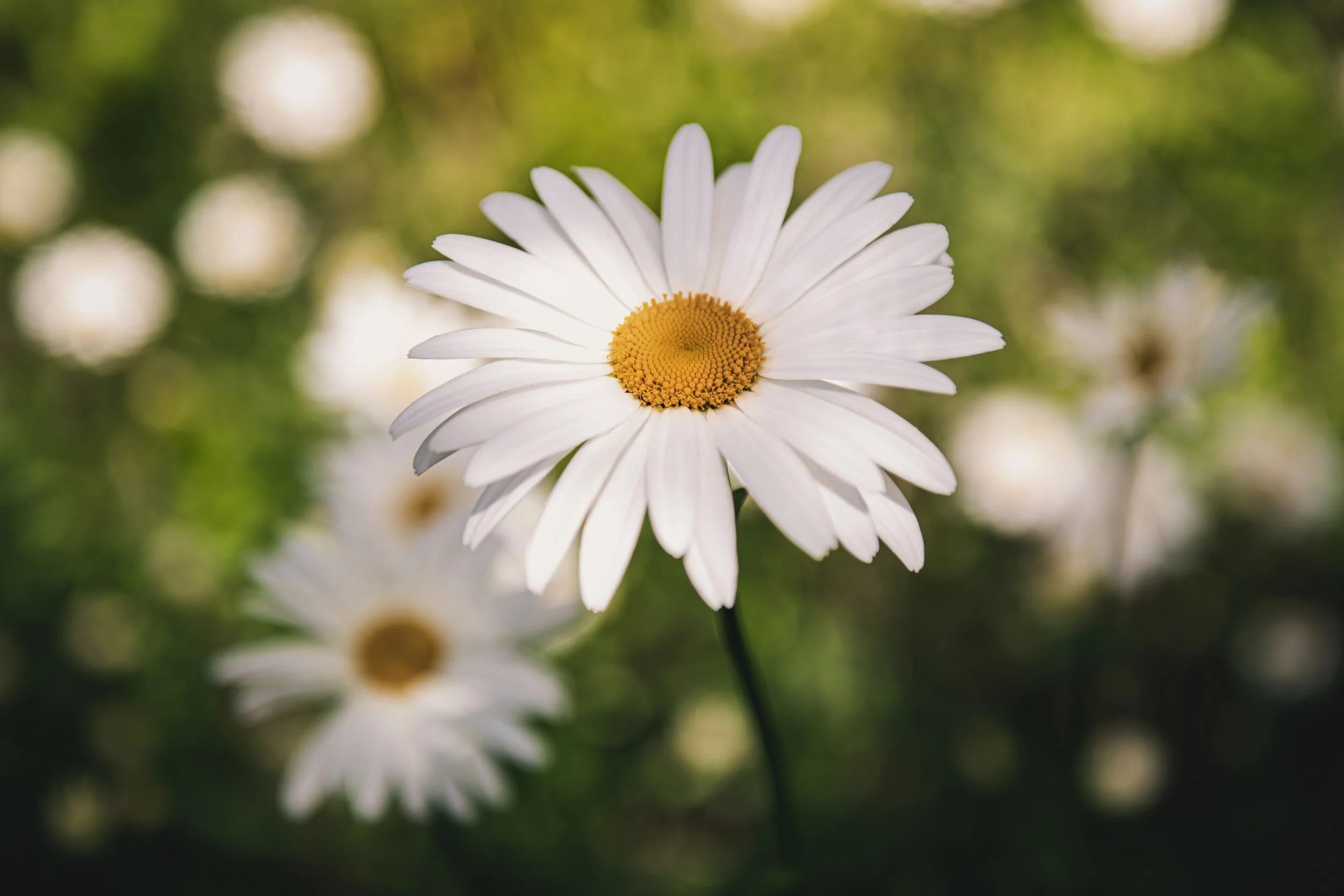 5th Sunday of Ordinary Time: A Good God And A Suffering World