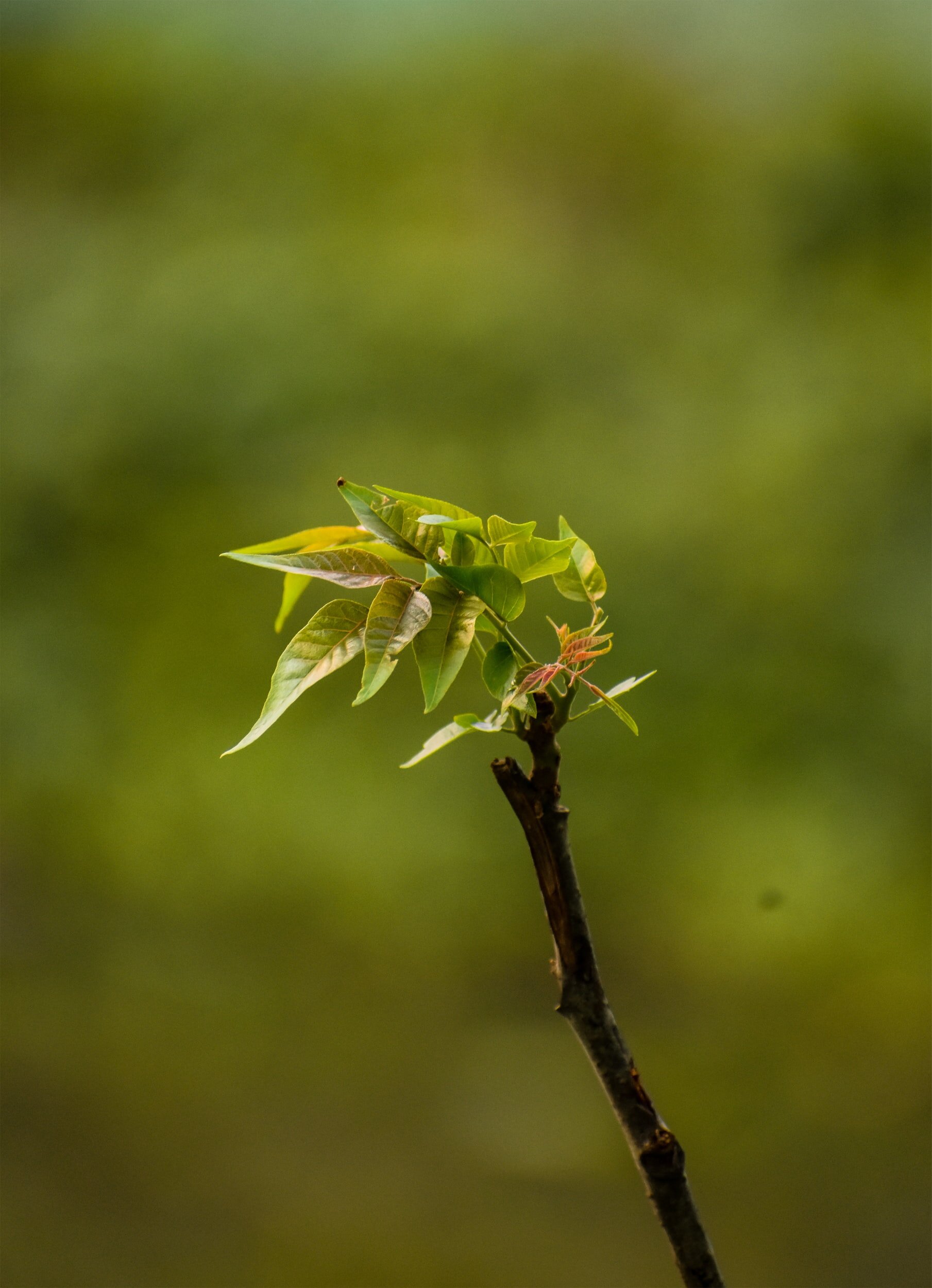 Eleventh Sunday of Ordinary Time: Spiritual Growth