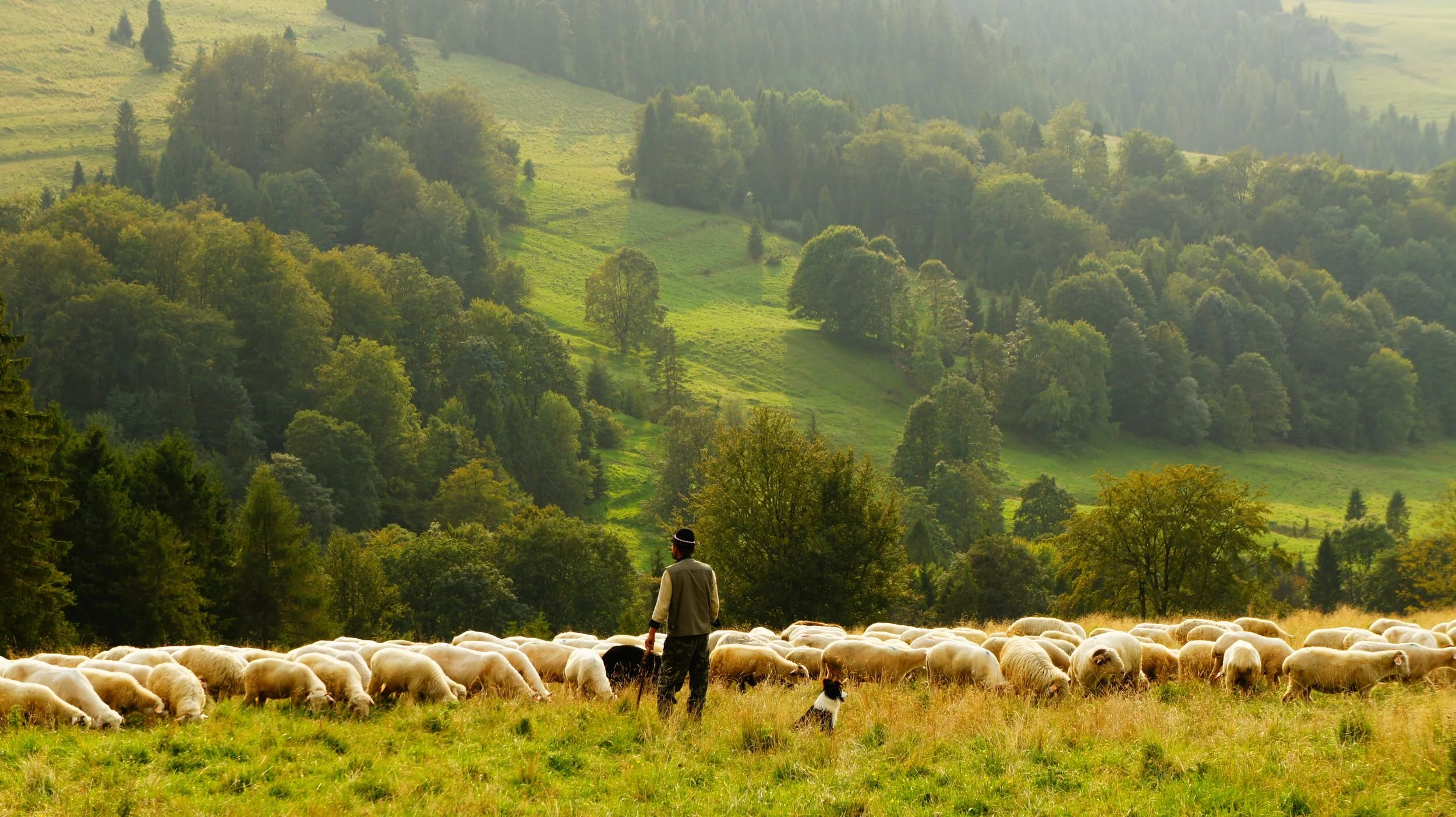 Sixteenth Sunday of Ordinary Time: In Need Of Shepherds