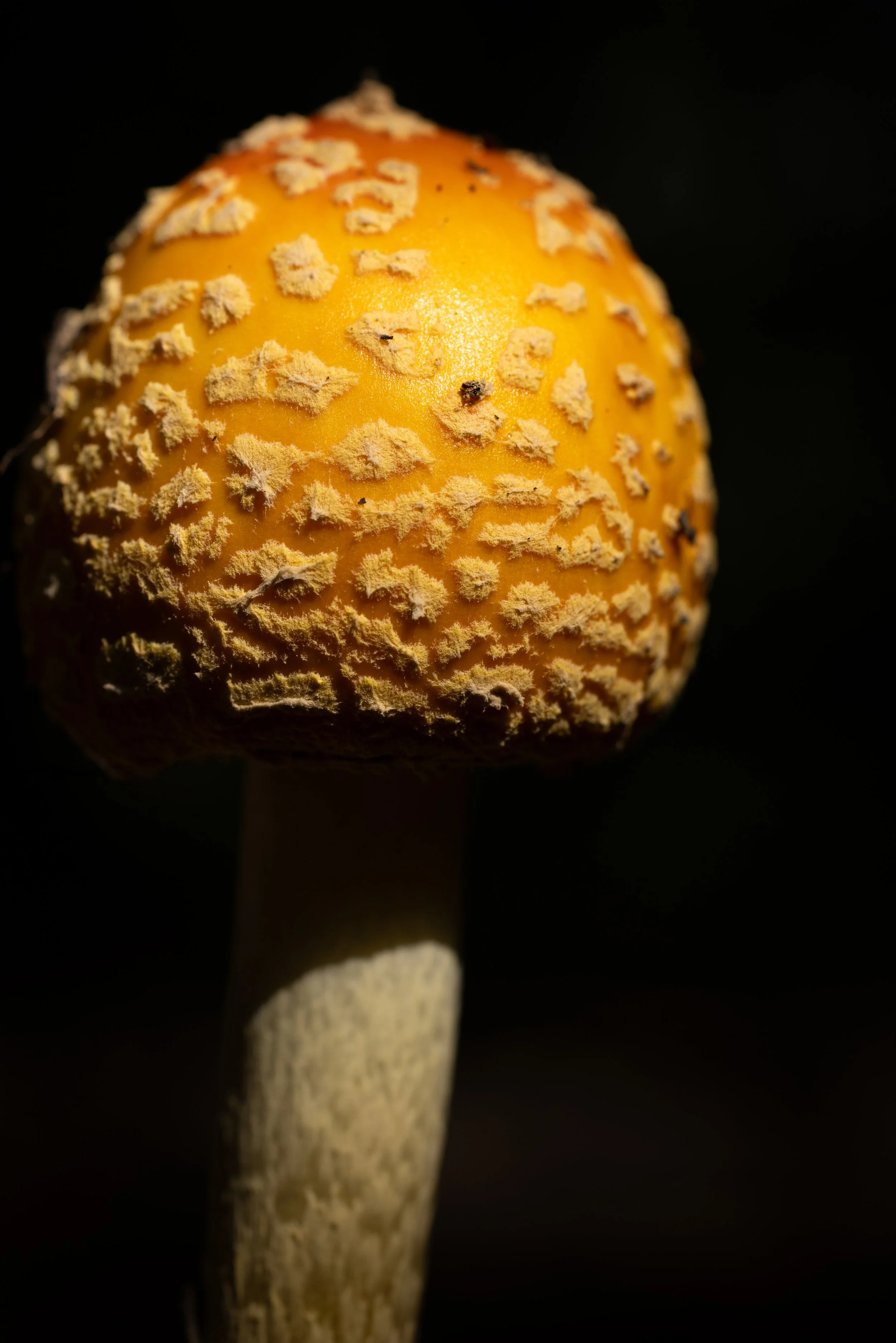 aminitamushroom0726-3.jpg
