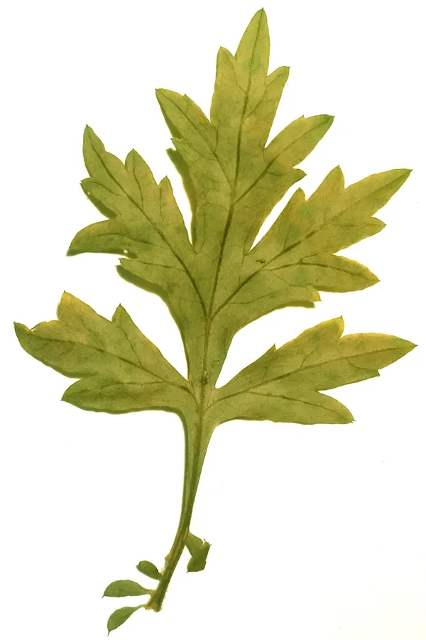 mugwort green.jpg