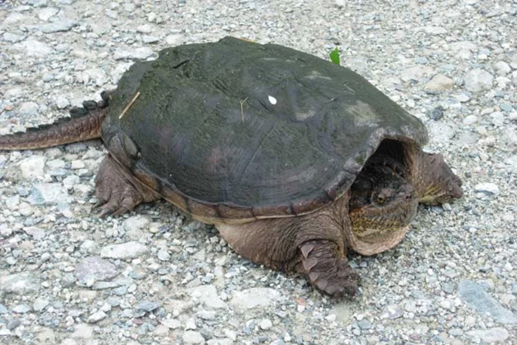 While this shy guy isn’t a box turtle, he is one of the species in Rehoboth that could benefit from your land donation.