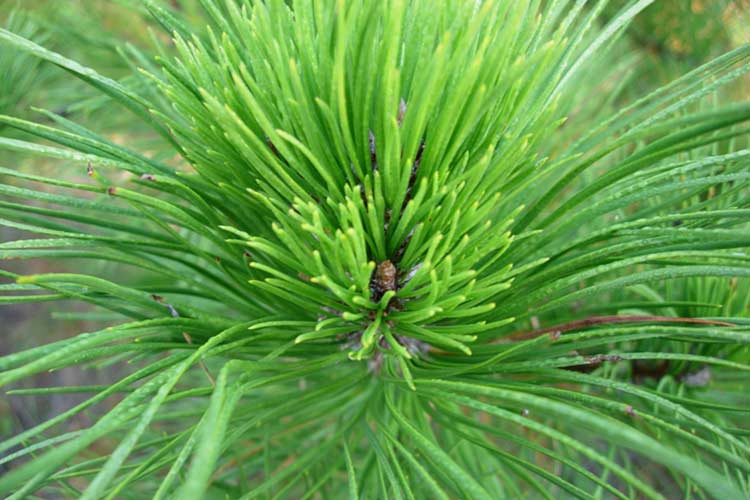 rlt_pitchpine_opt.jpg