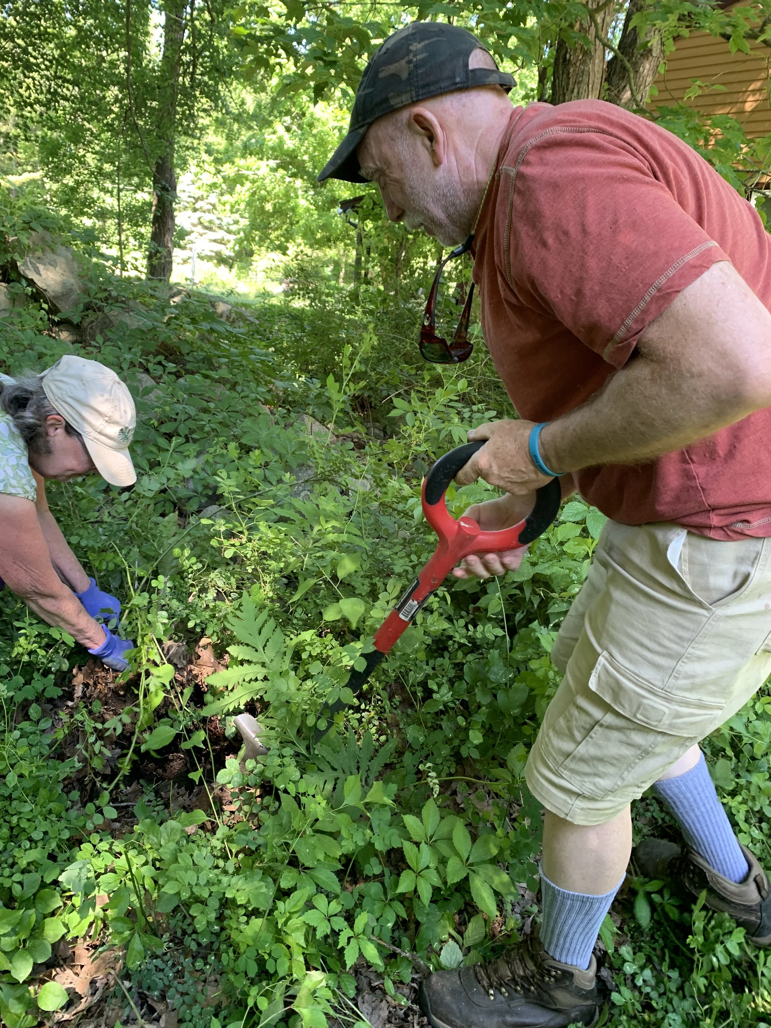 RLT Hosts Native vs Invasive Plants Class