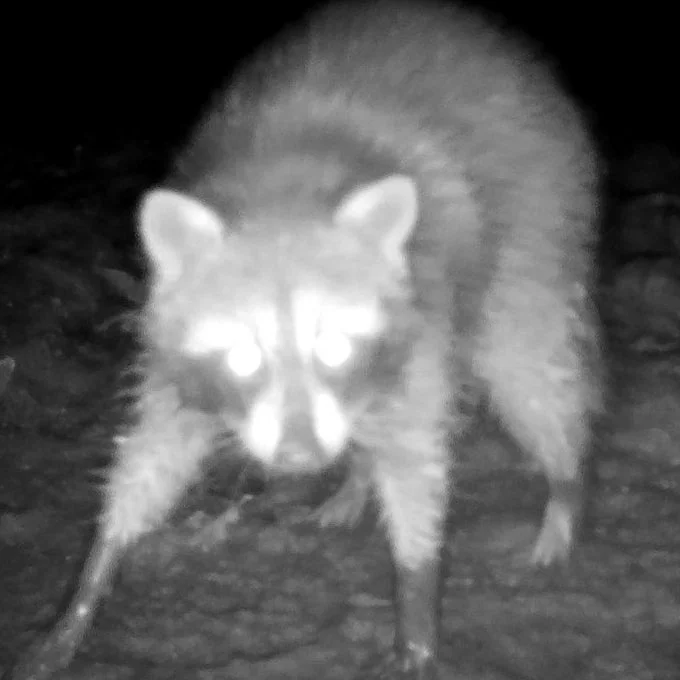 November 2024 Trail Camera Videos