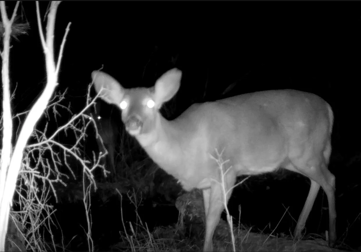 March 13, 2025 Trail Cam