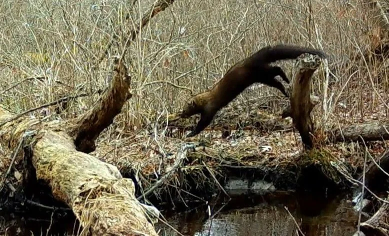 March-April 2025 Trail Cam