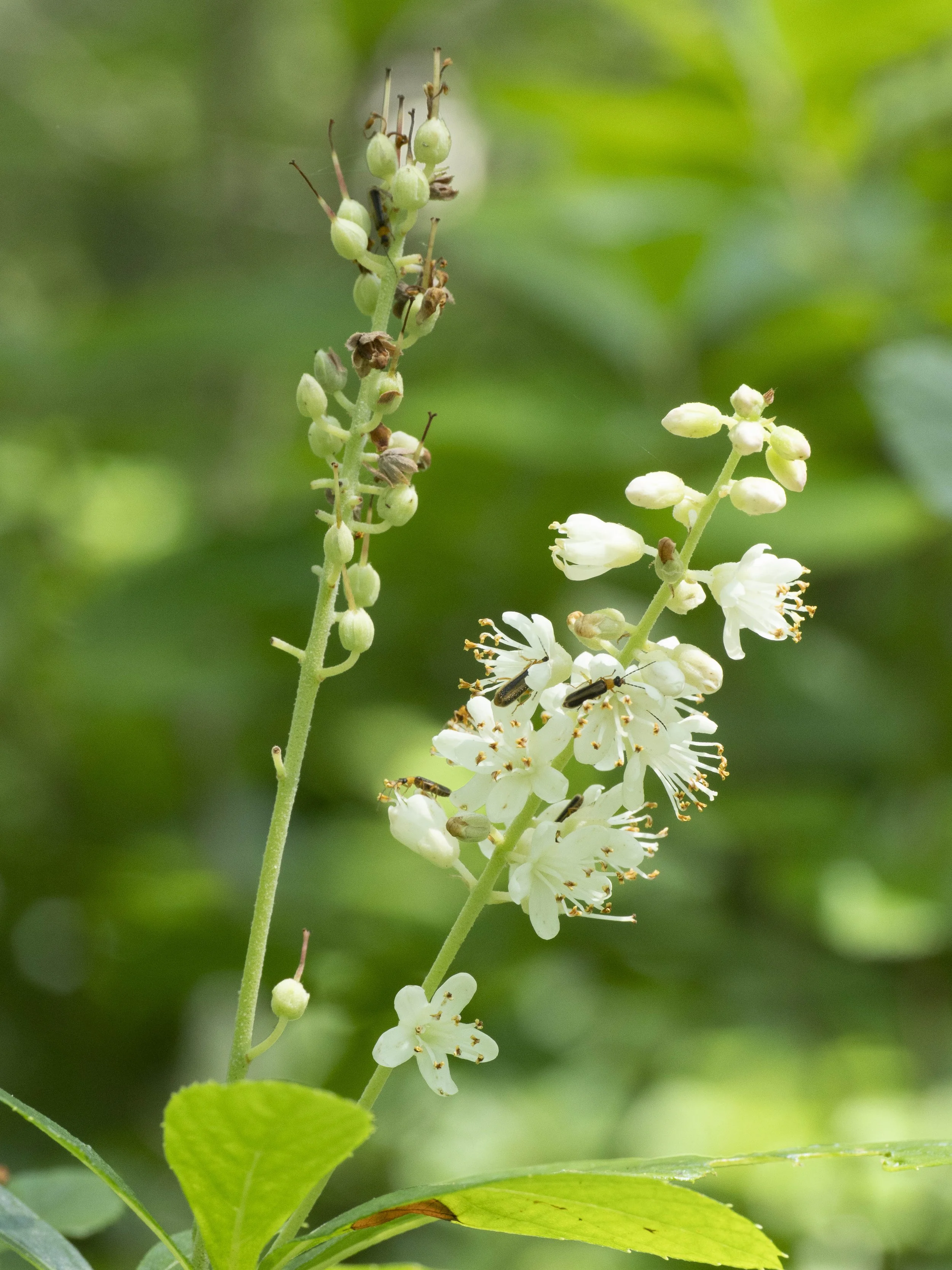 white_flower_with_beetles-EHML-2025.08.06-Goulet.jpg
