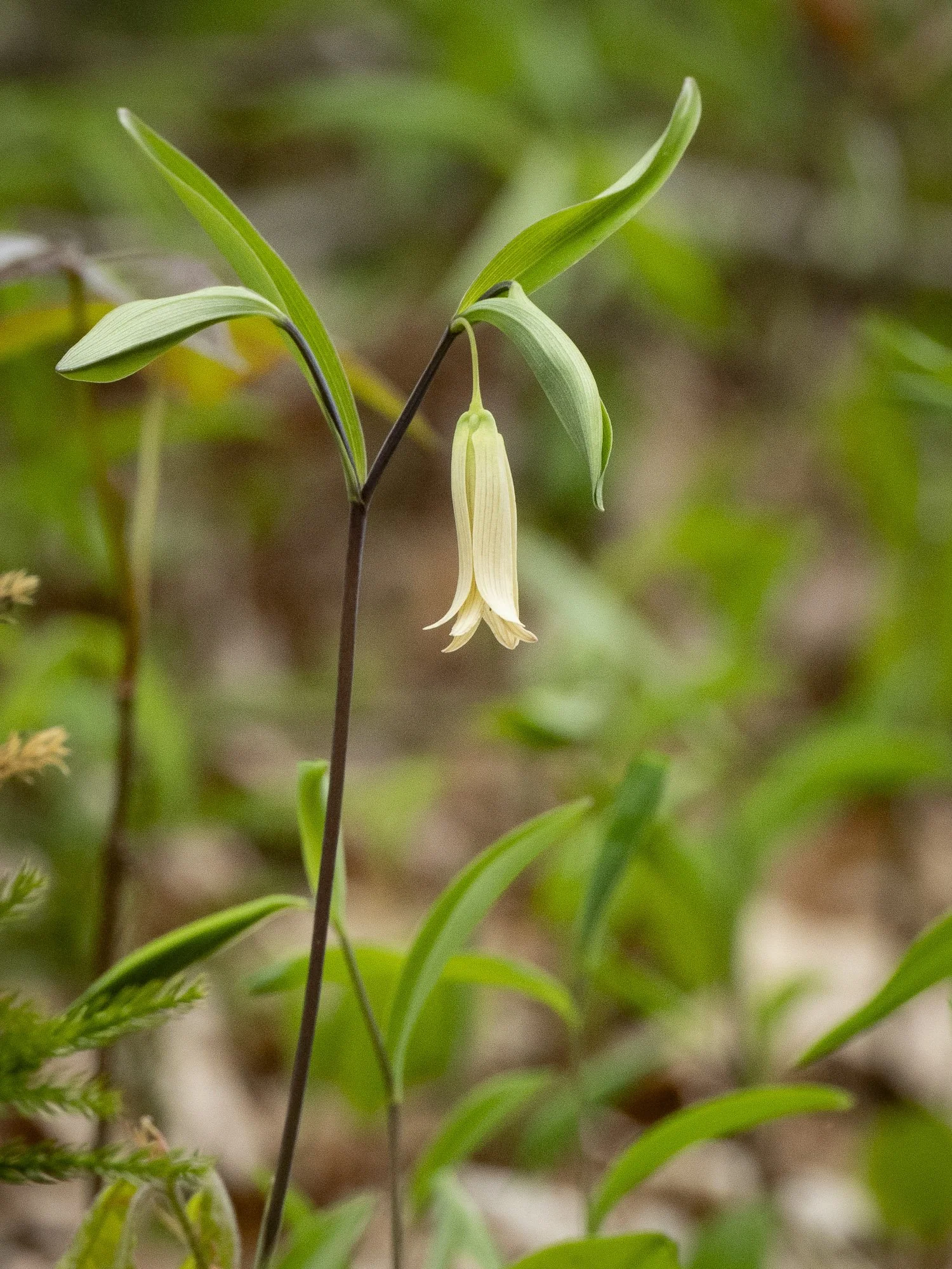 Wild Oats or Sessile-leaf Bellwort_EHML-2025.04-P5043280-Goulet.jpg