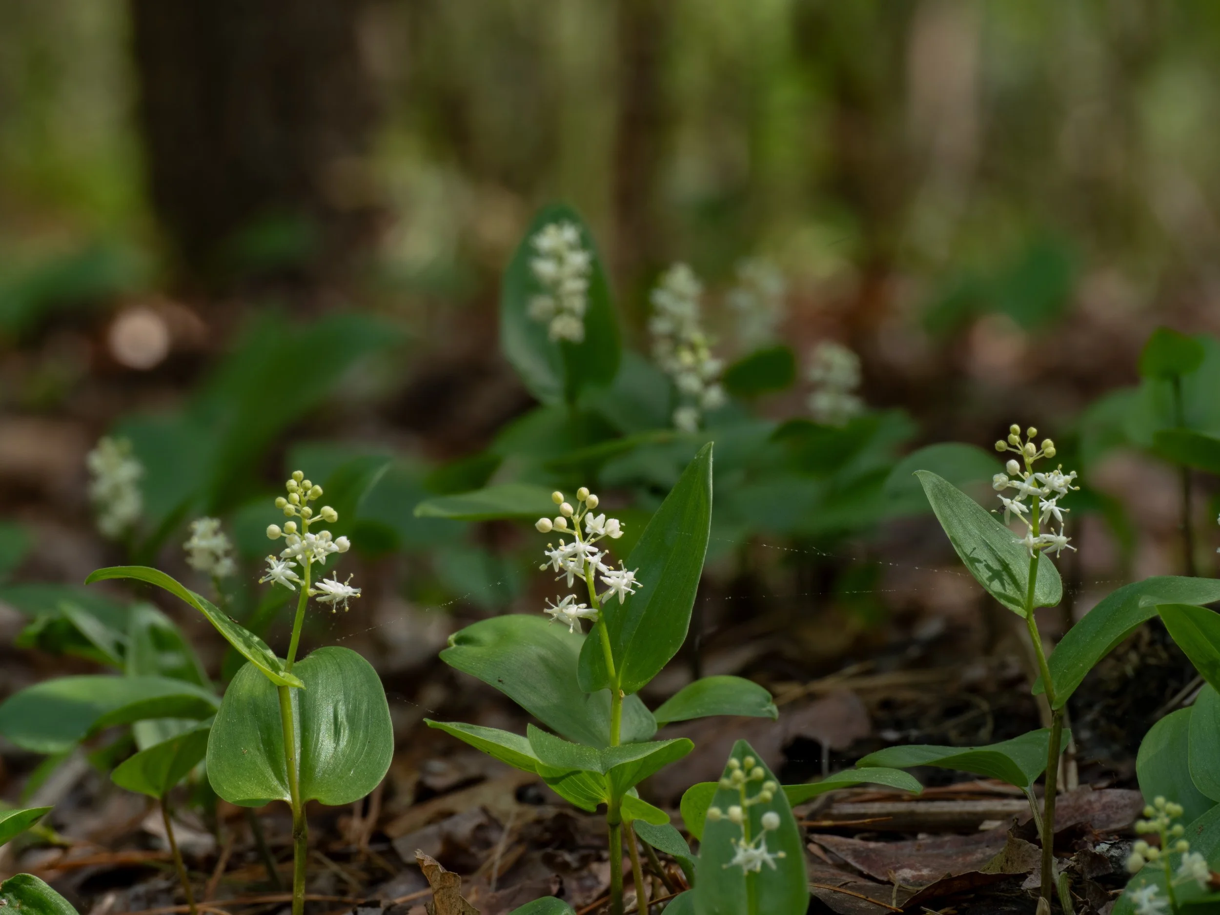 Canada Mayflower_1-EHML-2025.05.14-Goulet.jpg