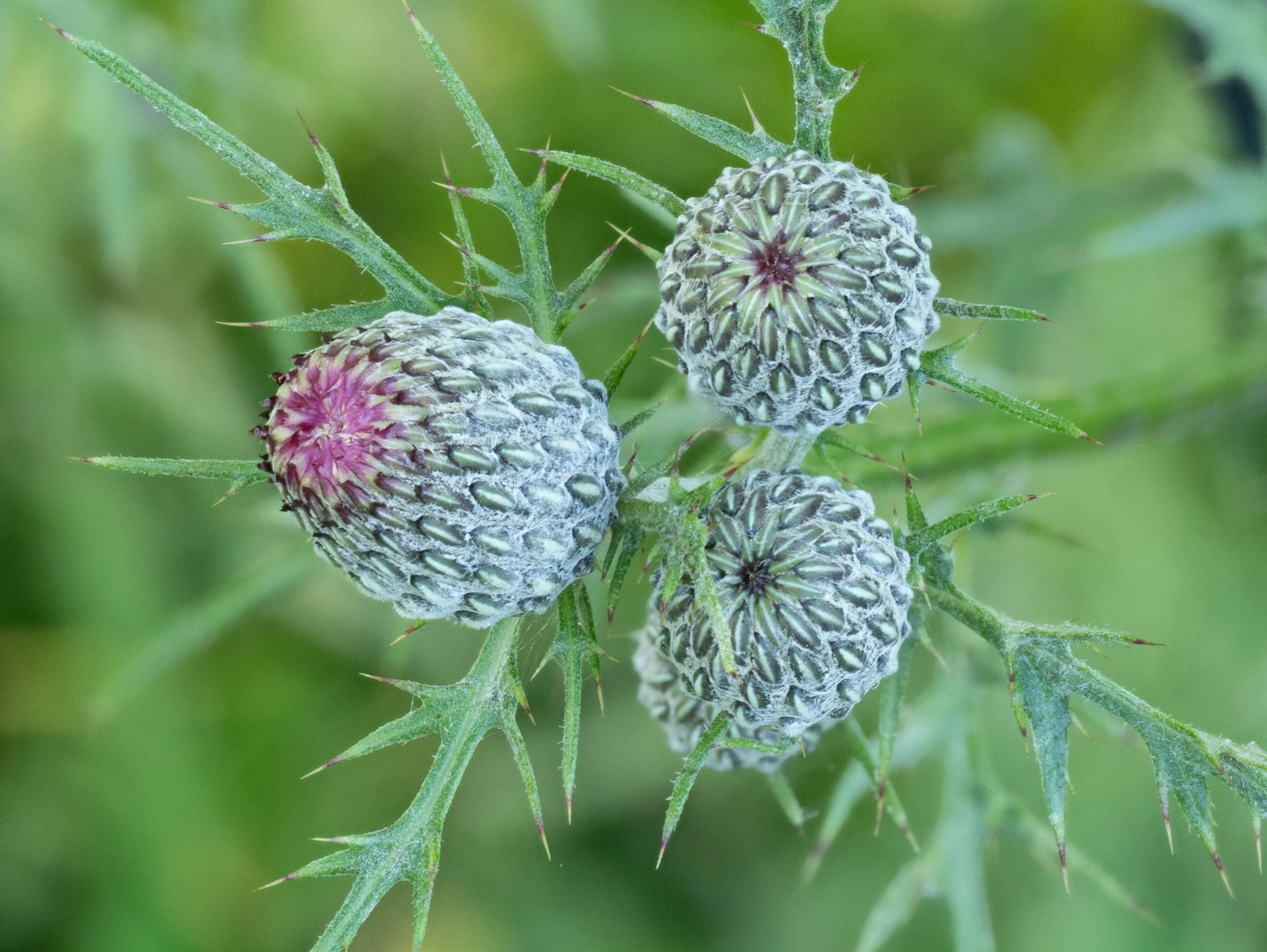 Swamp Thistle_E-L_2025-09-03 11-48-05_Goulet.jpg