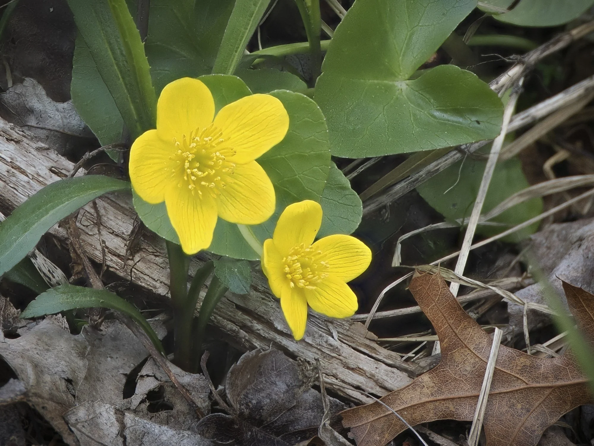 Marsh Marigold_flowers-EHML-2025.04-P4222428-Goulet.jpg