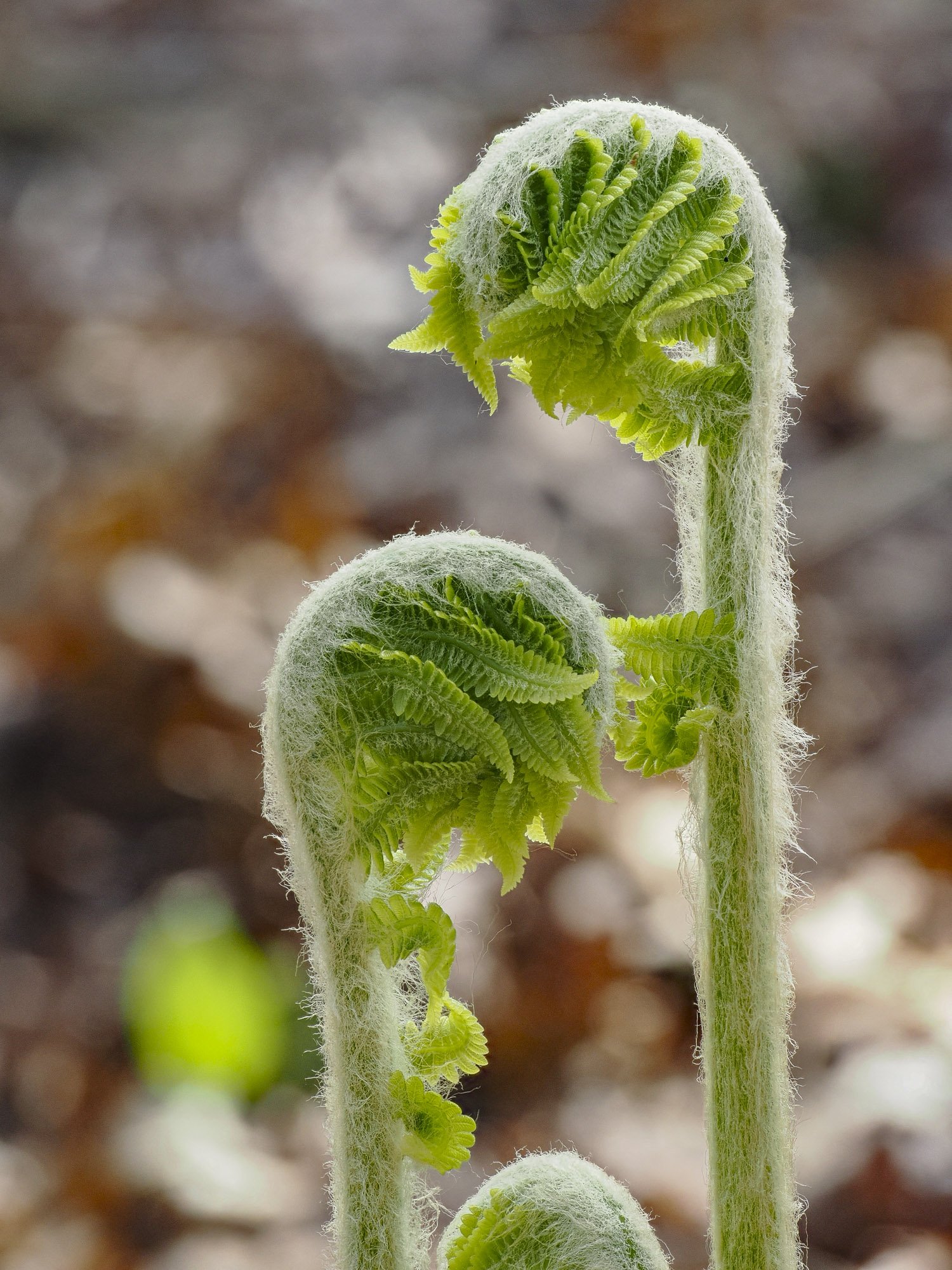 Cinnamon Ferns unfurling_1-EHML-2025.04-P5023166-Goulet.jpg