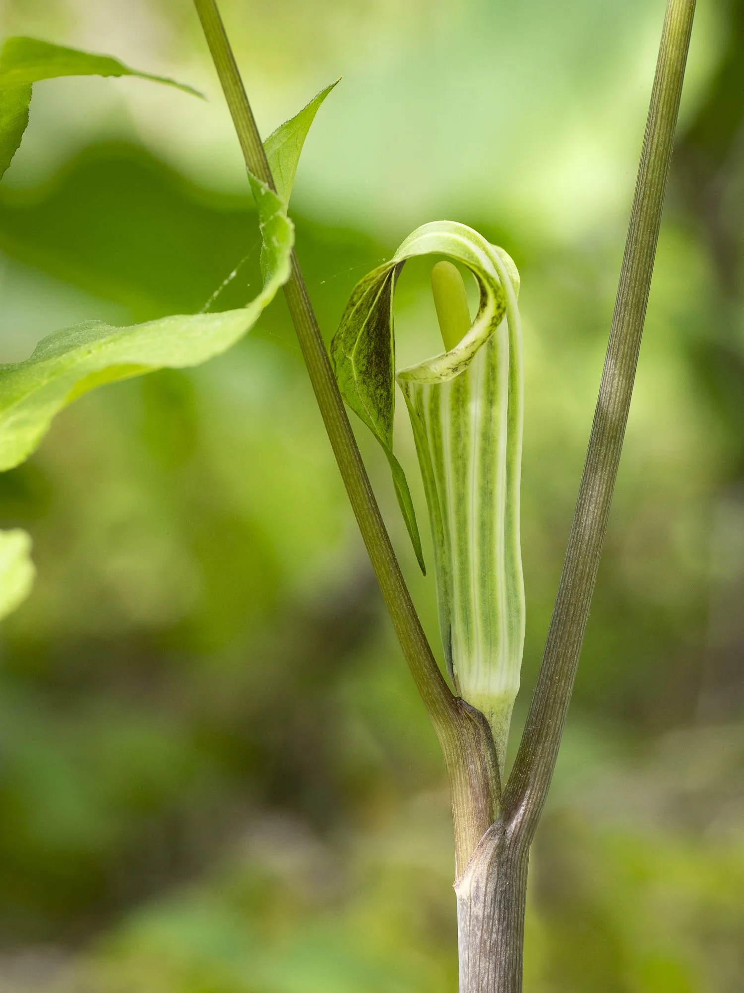 Jack_in_Pulpit_female_1-EHML-2025.05.15-Goulet.jpg