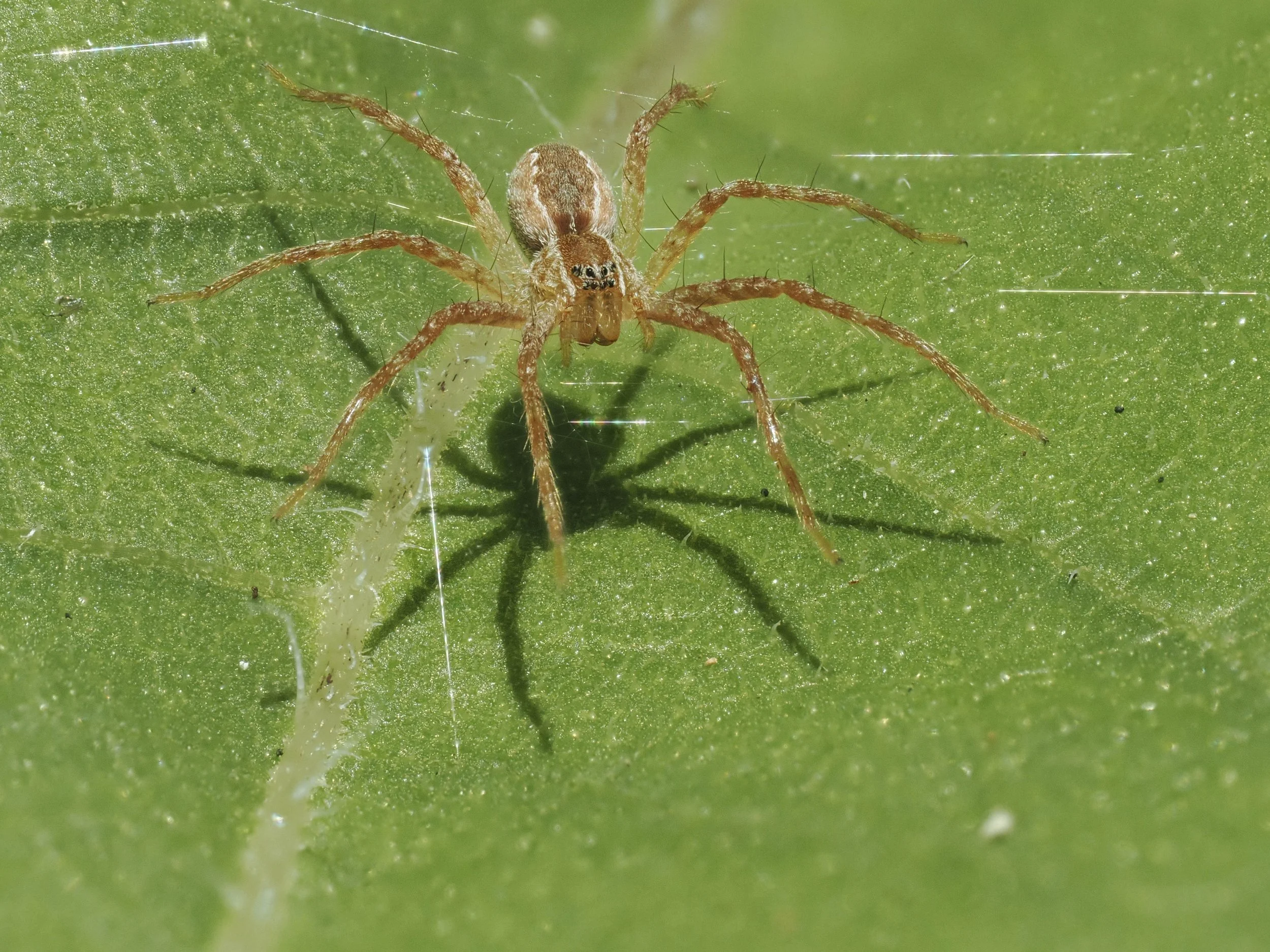 young nursery web spider_E-L_P8265482_Goulet.jpg