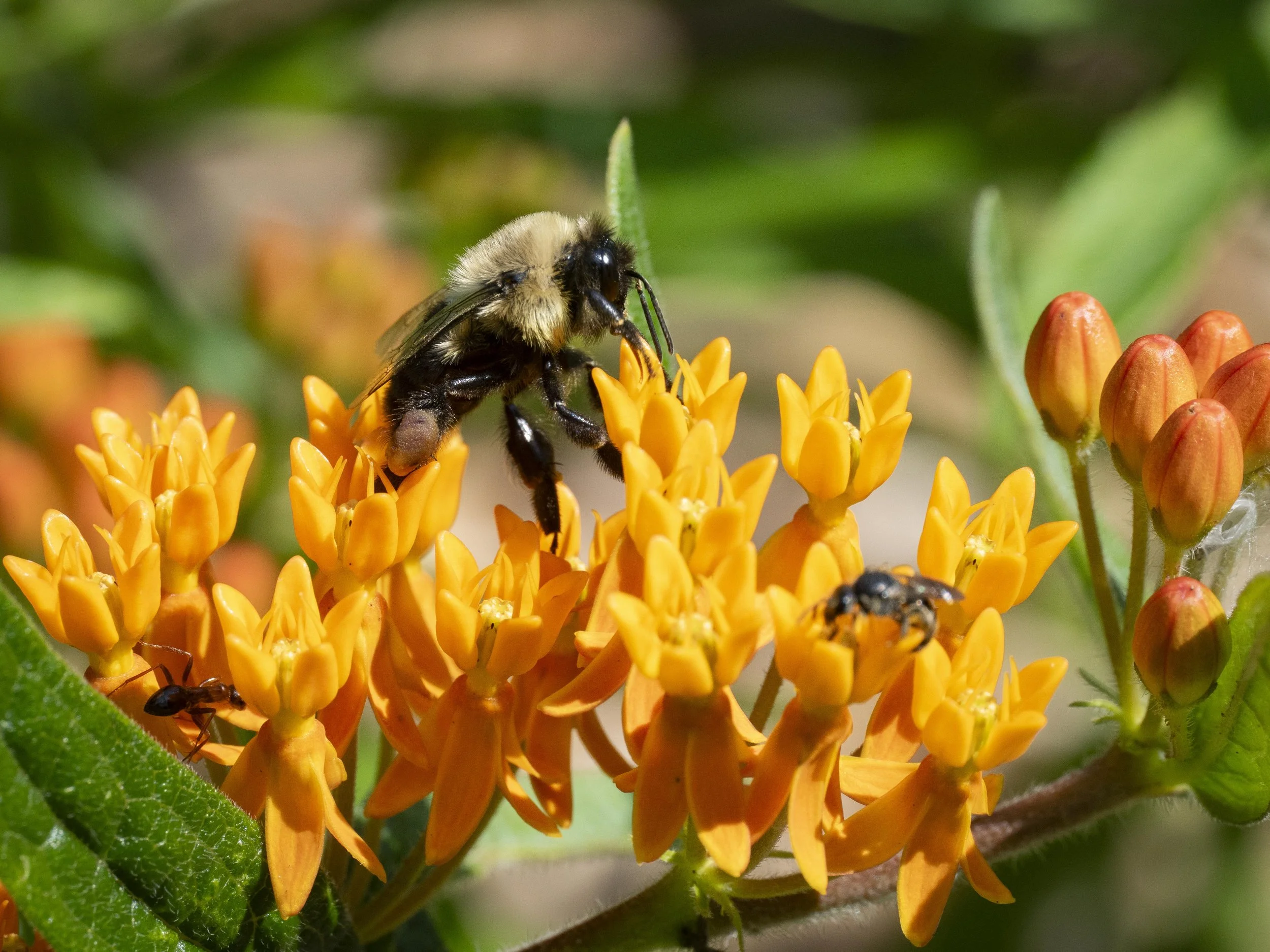 Two-spotted bumblee on butterfly weed_E-L_P7293901_Goulet.jpg