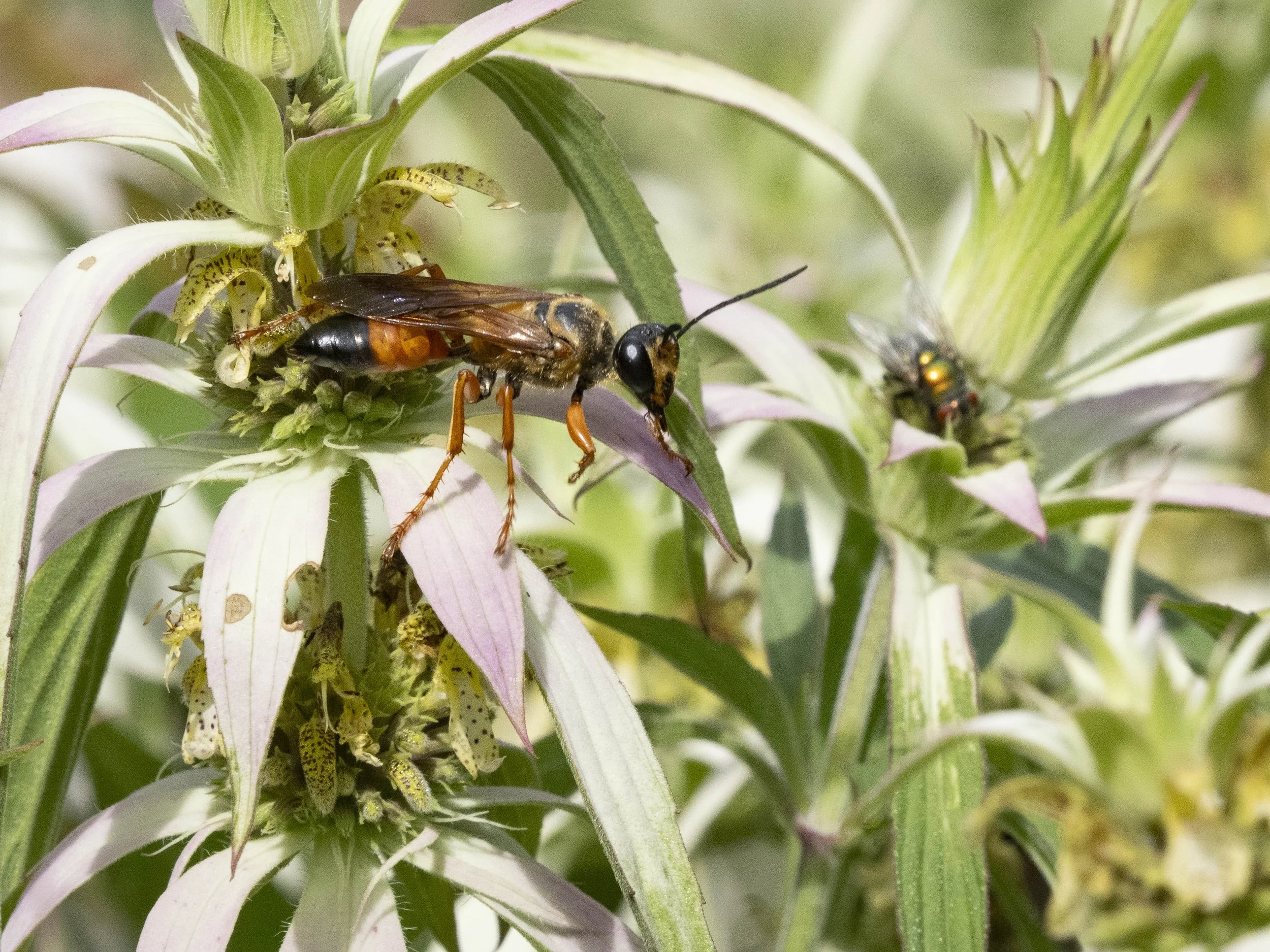 Great Golden Digger wasp_2-Entin_Lanier-2025.08.19-Goulet.jpg