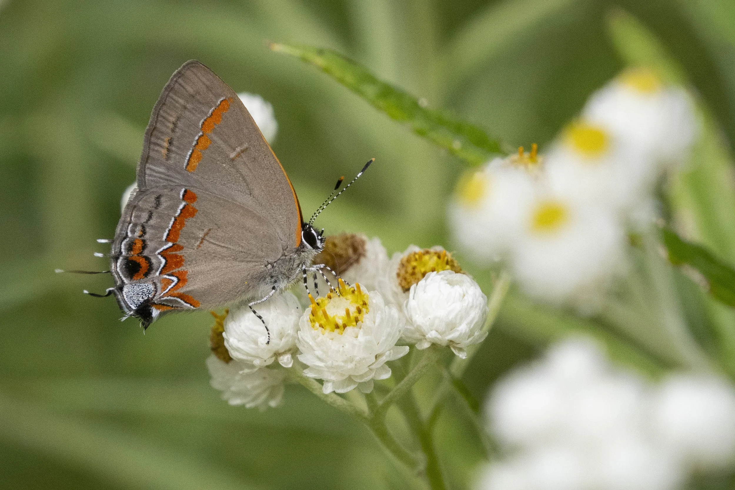 Red-banded Hairstreak-Entin_Lanier-2025.08.19-Goulet.jpg