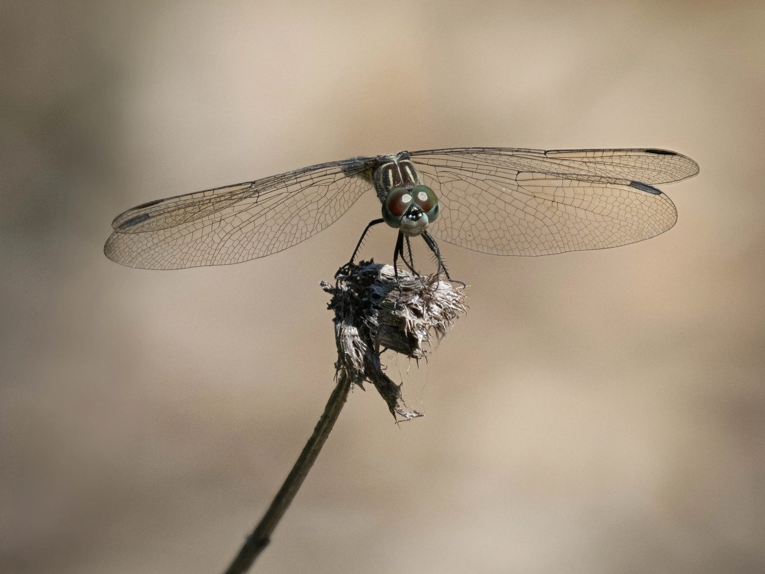 dragonfly_2-Entin_Lanier-2025.08.08_11-Goulet.jpg