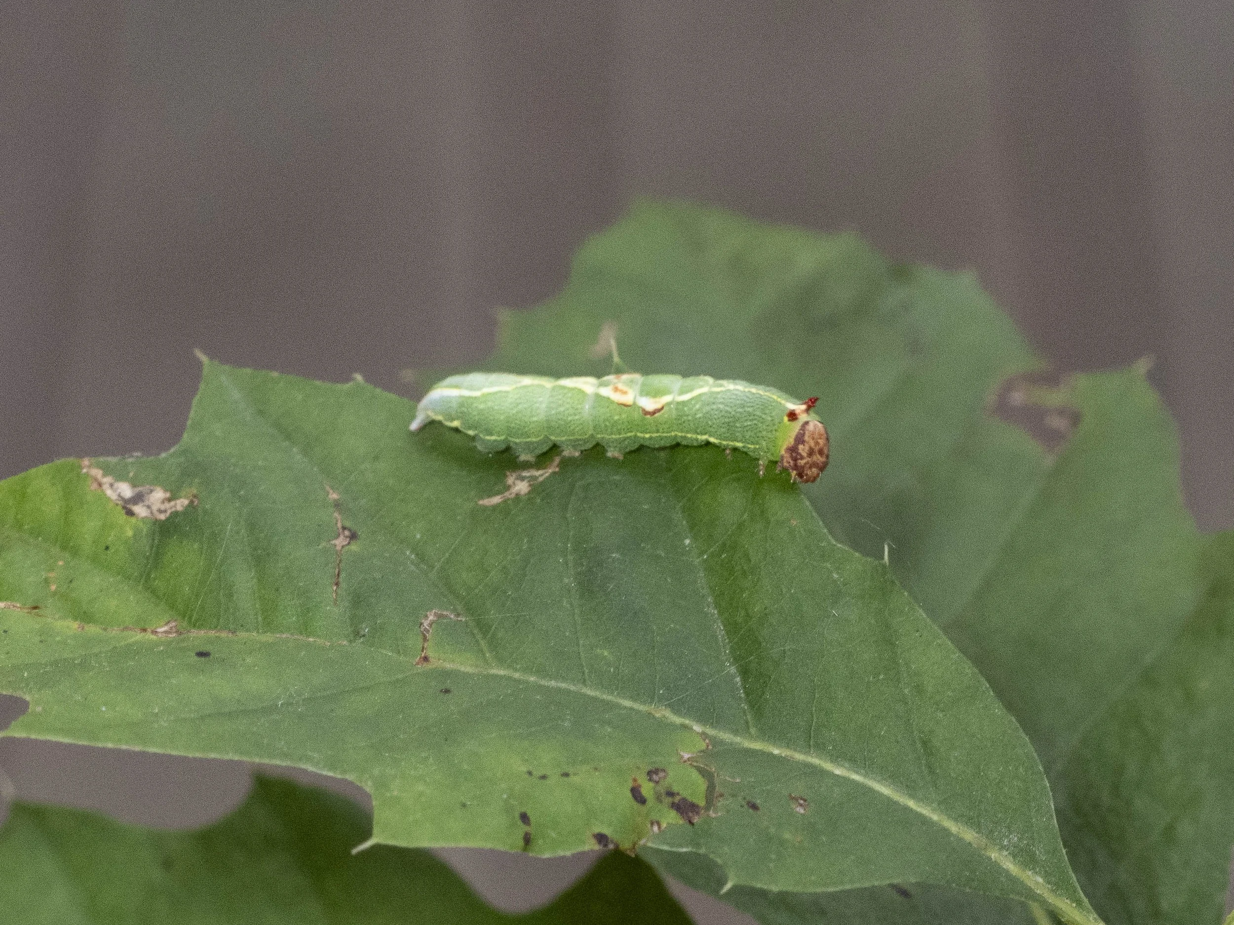 caterpillar_1-Entin_Lanier-2025.08.19-Goulet.jpg