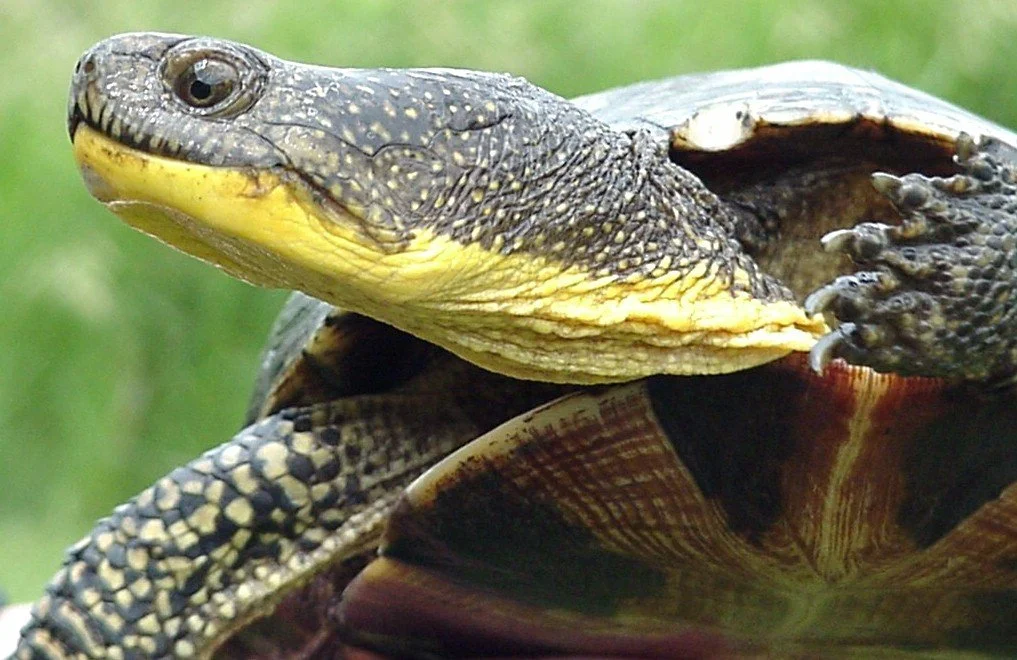 Rehoboth Land Trust — Protecting Rehoboth's Natural Resources