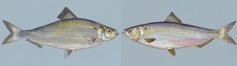 Alewife and Blueback Herring facing each other