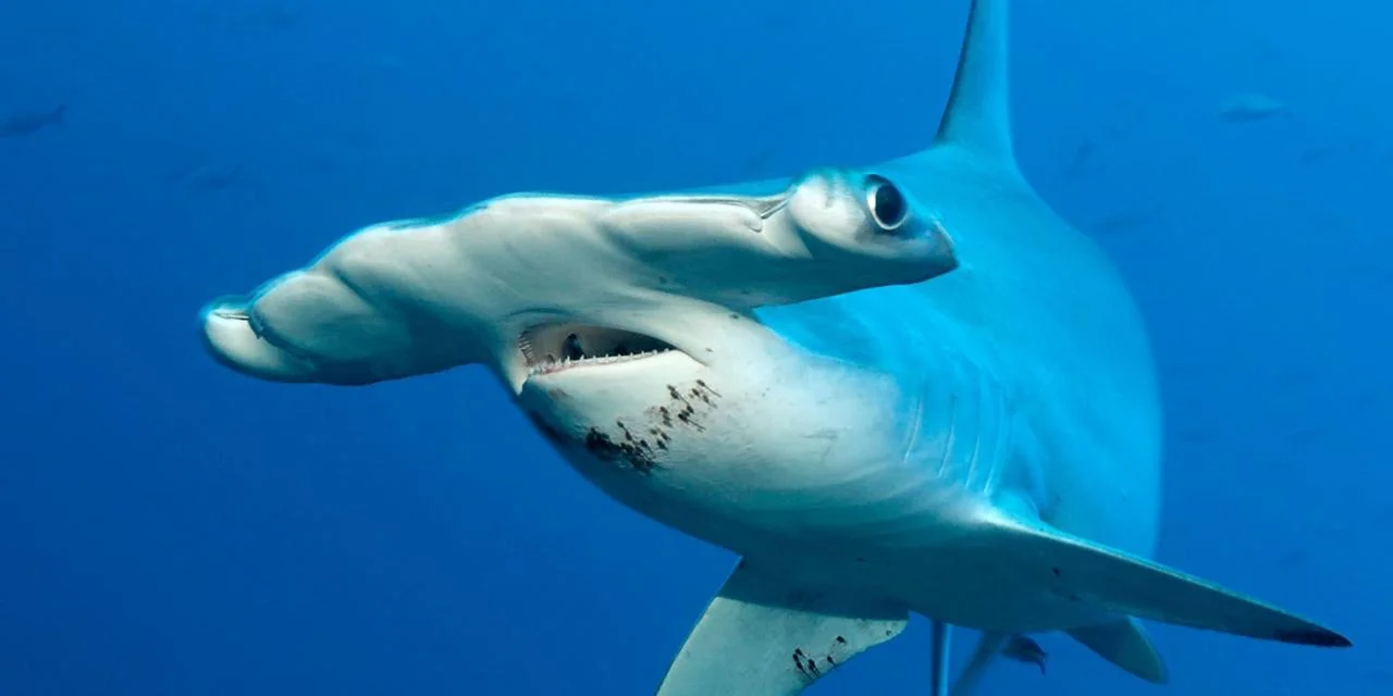 Hammerhead Shark