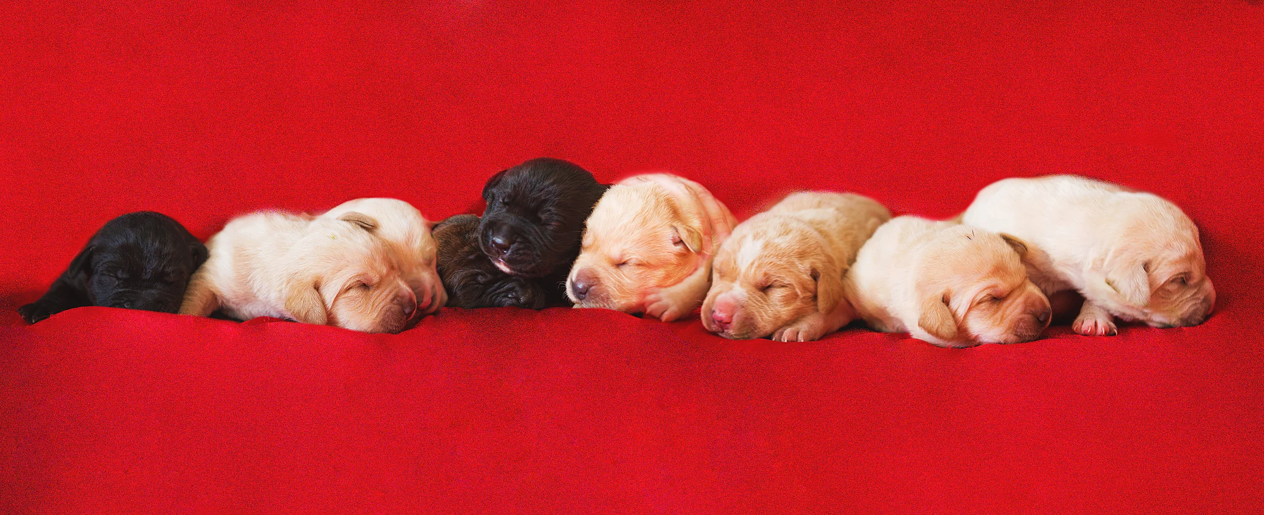 potppuppies1week.jpg