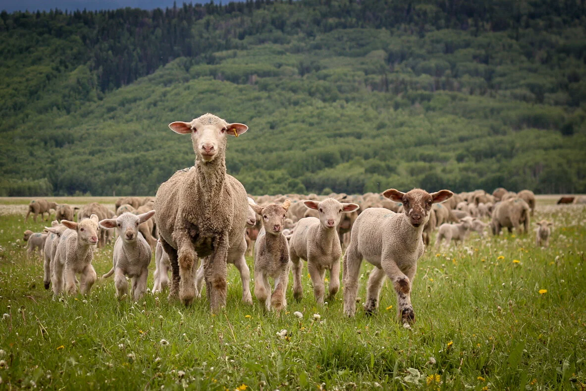 Easter IV - Good Shepherd Sunday for our Sunday School kids!