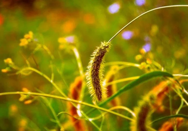 Wheat and Weeds for Children &amp; Youth