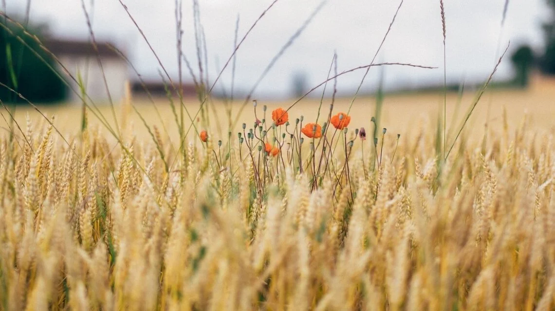 Pentecost VII - 19 July 2020 - The Wheat &amp; the Weeds