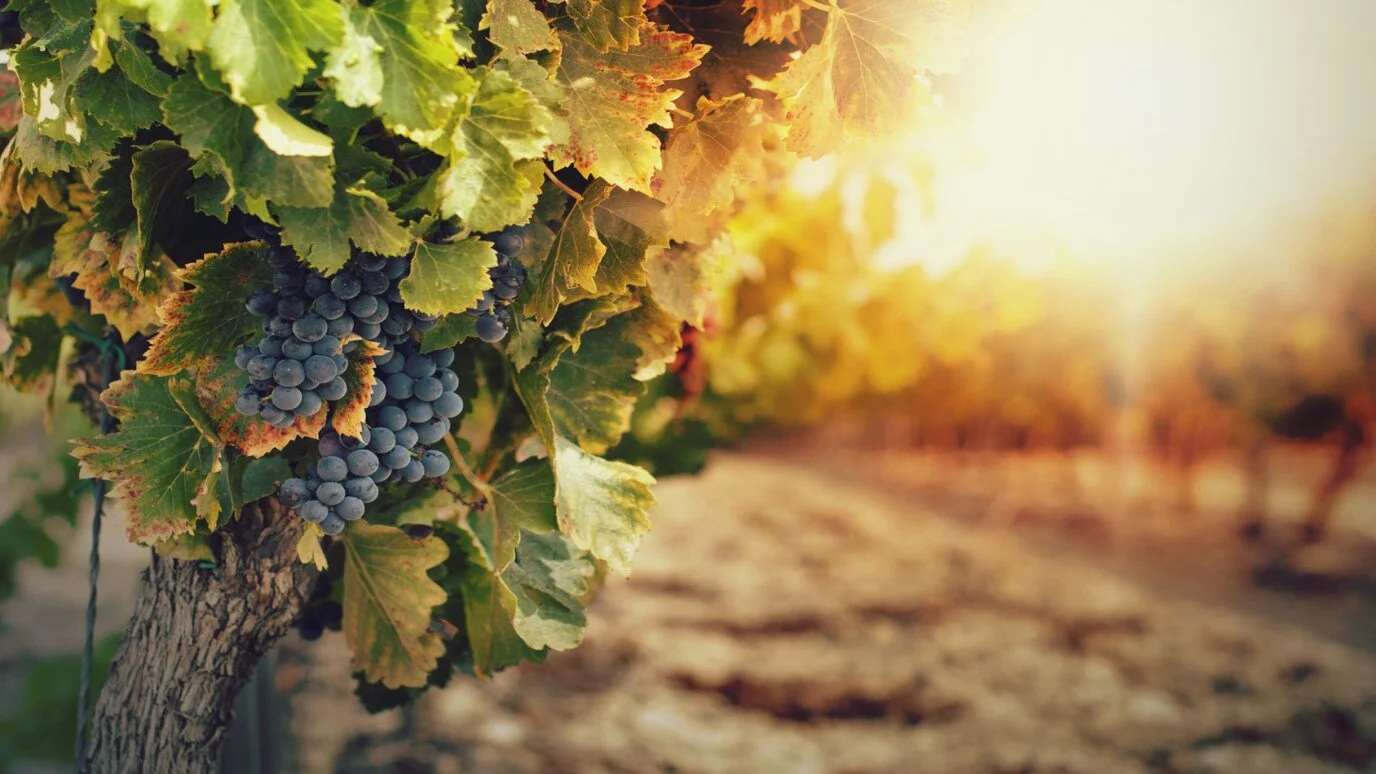 Sermon for Pentecost XVI - 20 September 2020