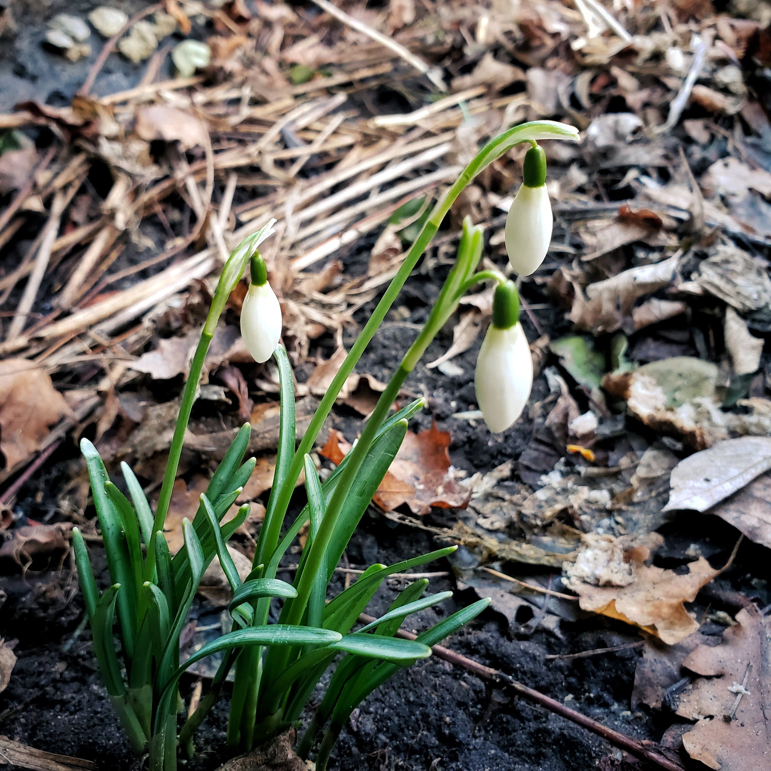 Lent III - 20 March 2022