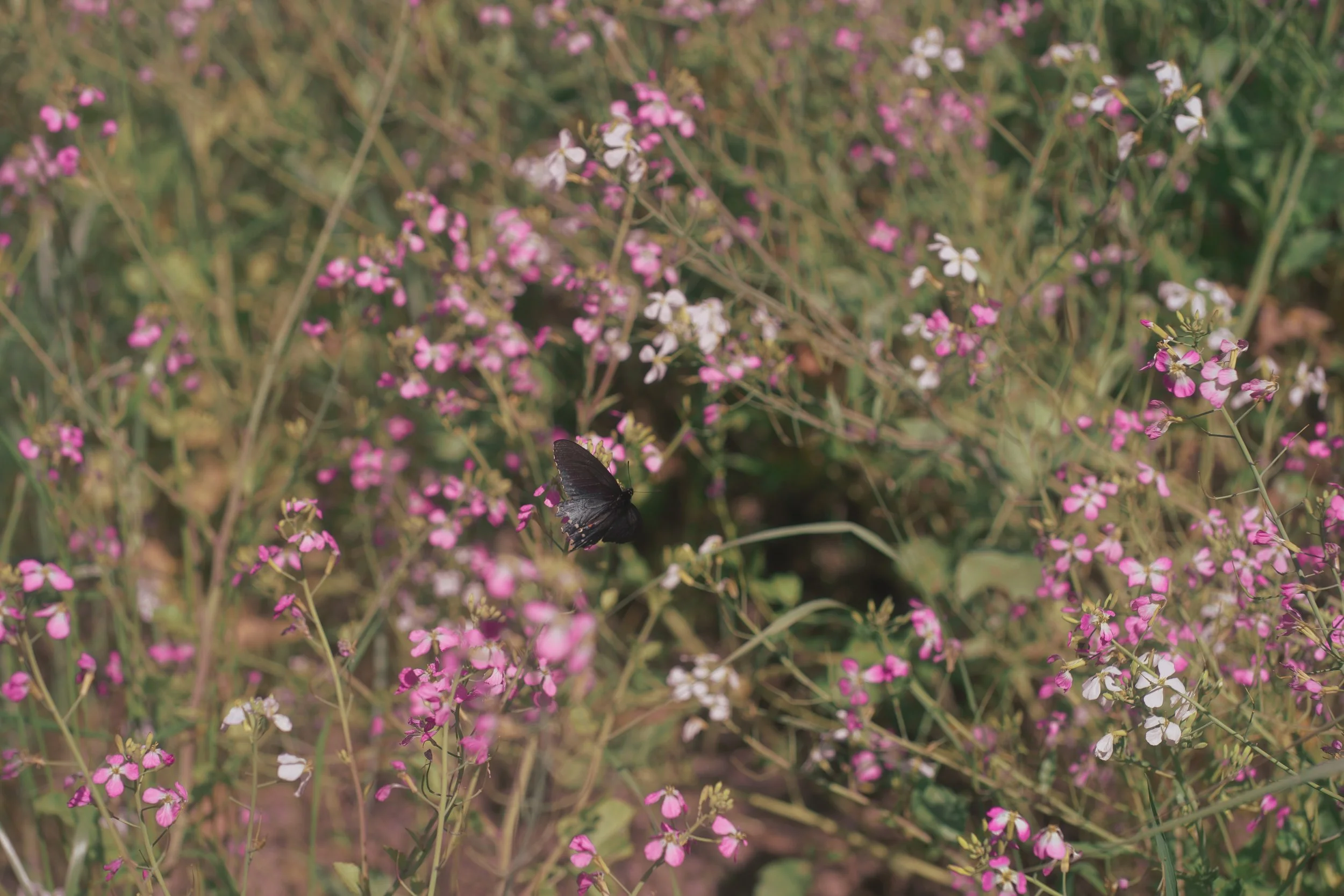 DSC04287.jpg
