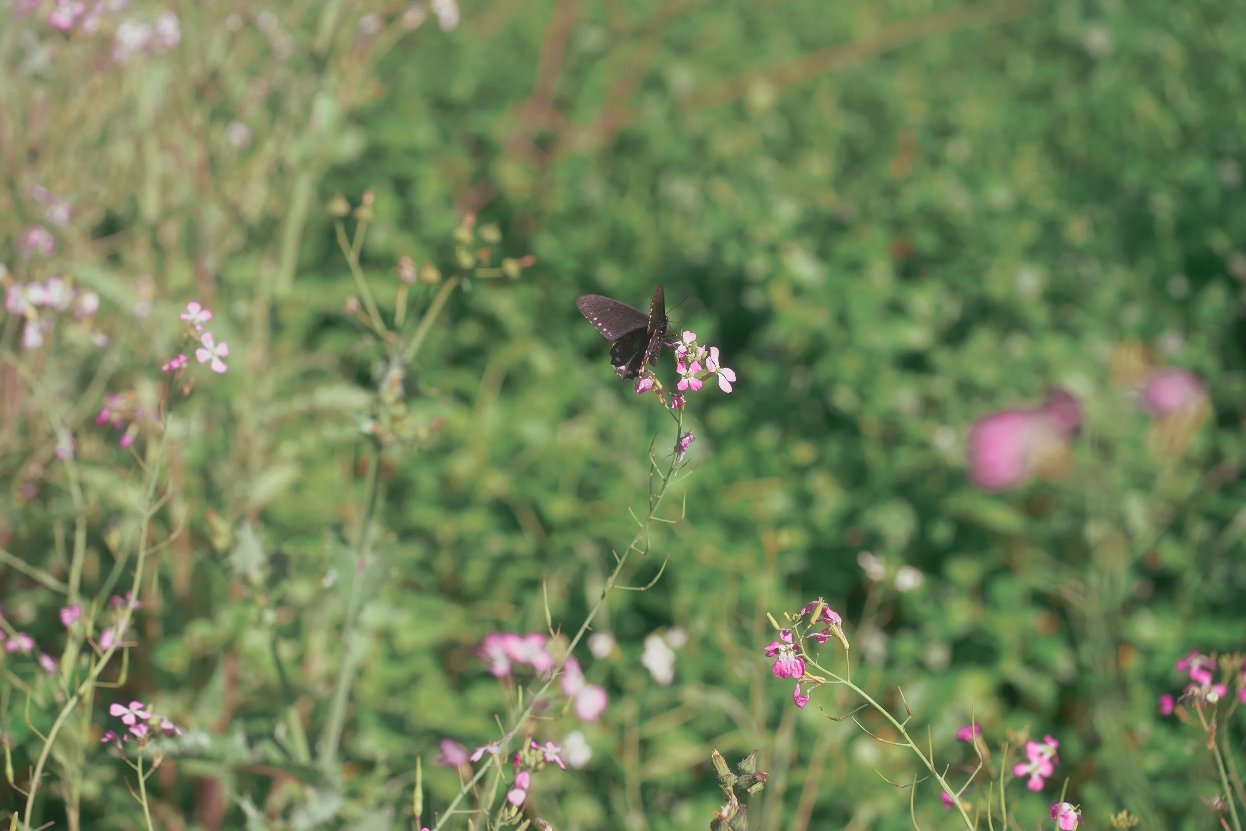 DSC04304.jpg