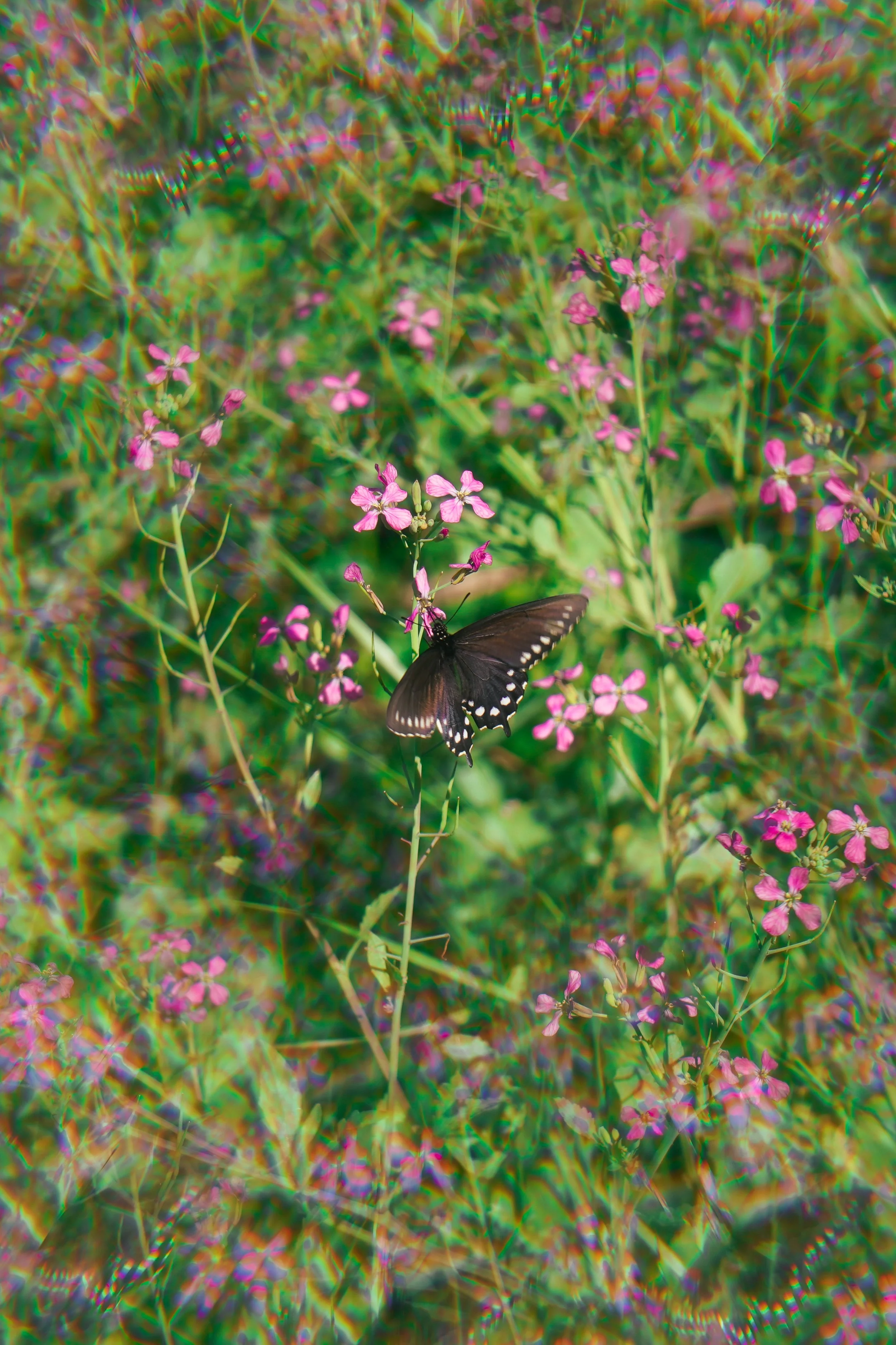 DSC04394.jpg