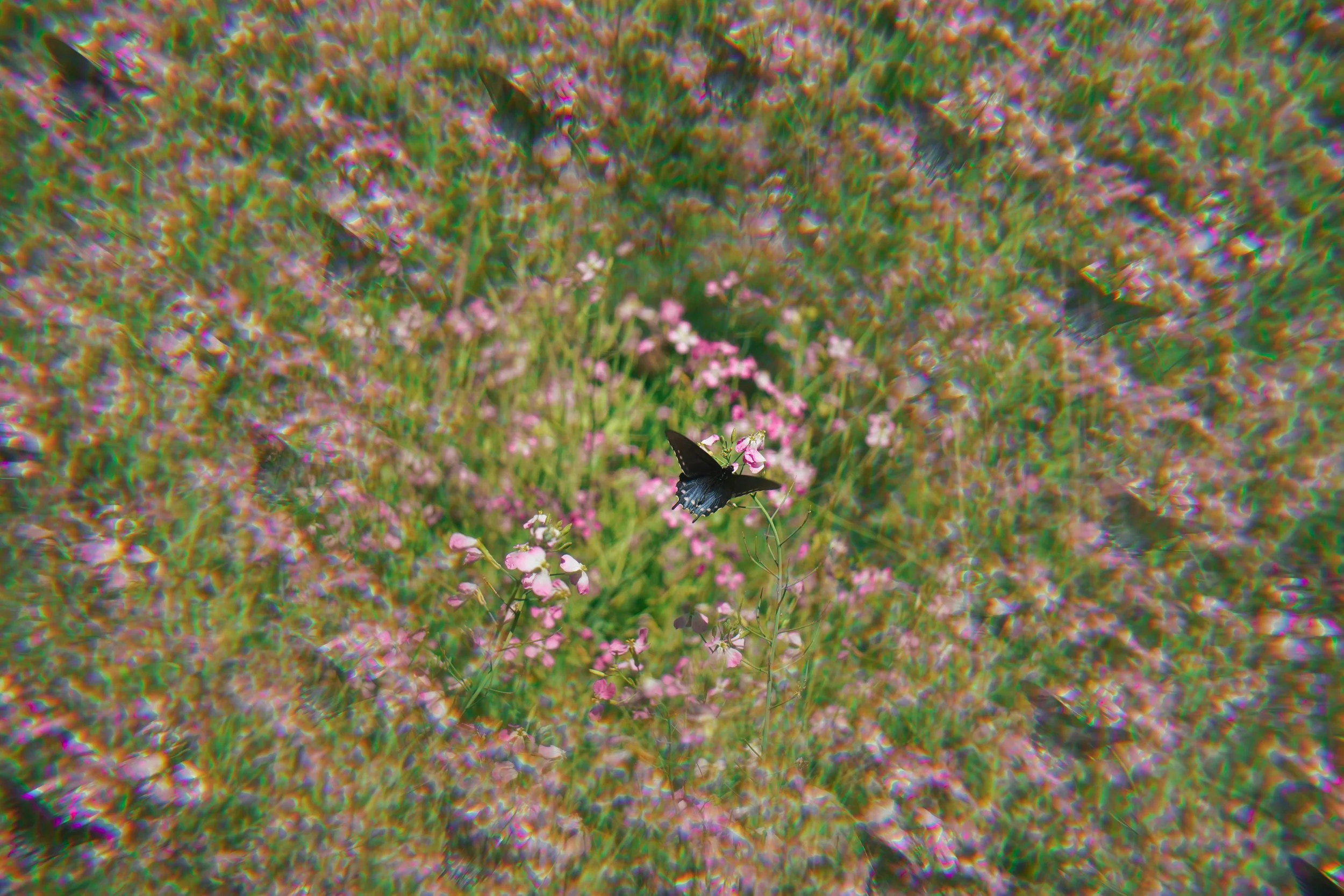DSC04336.jpg