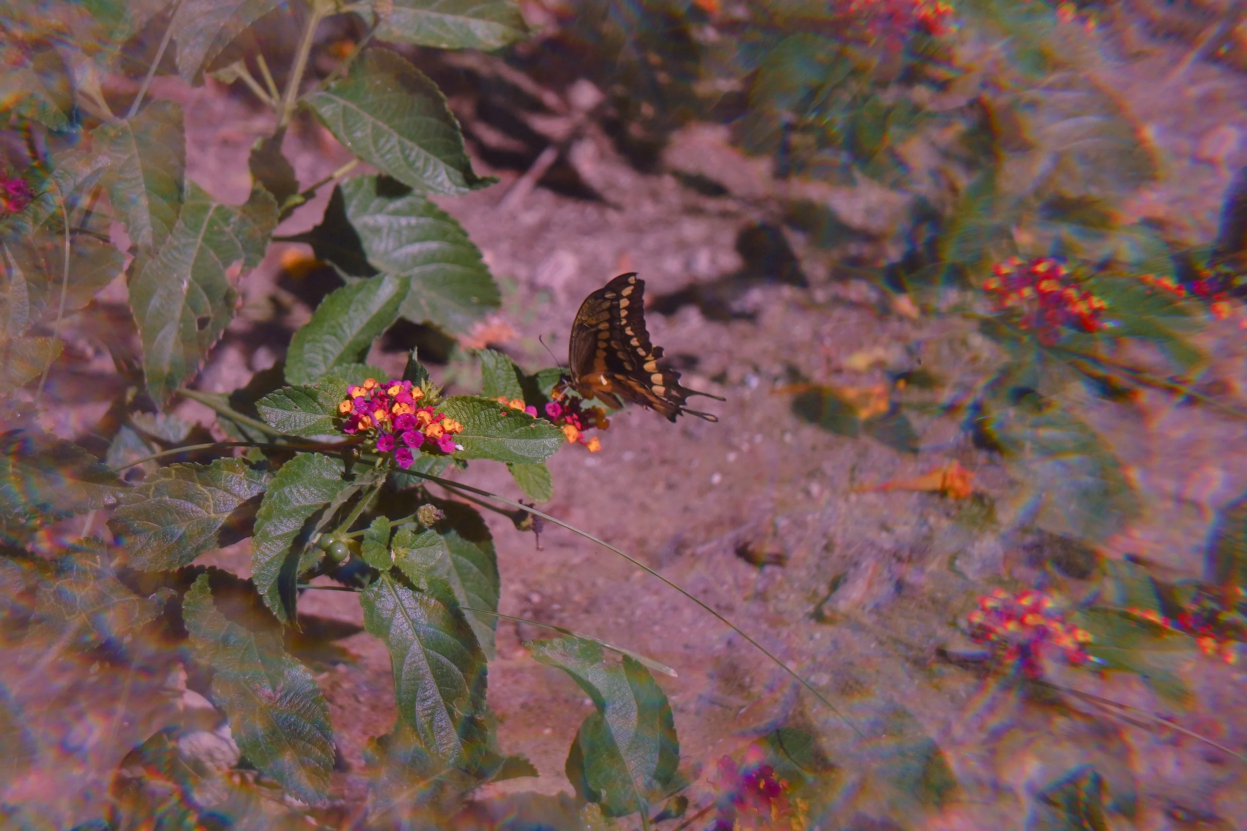 DSC09879-2.jpg