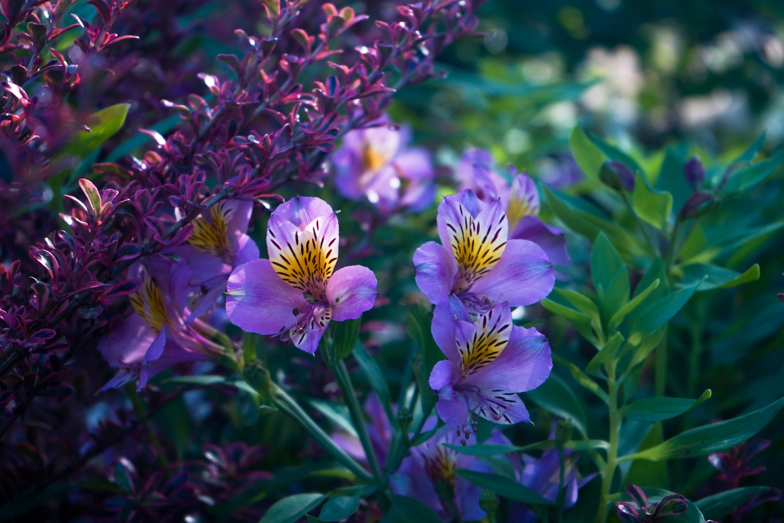 ST. MARTIN'S LILY