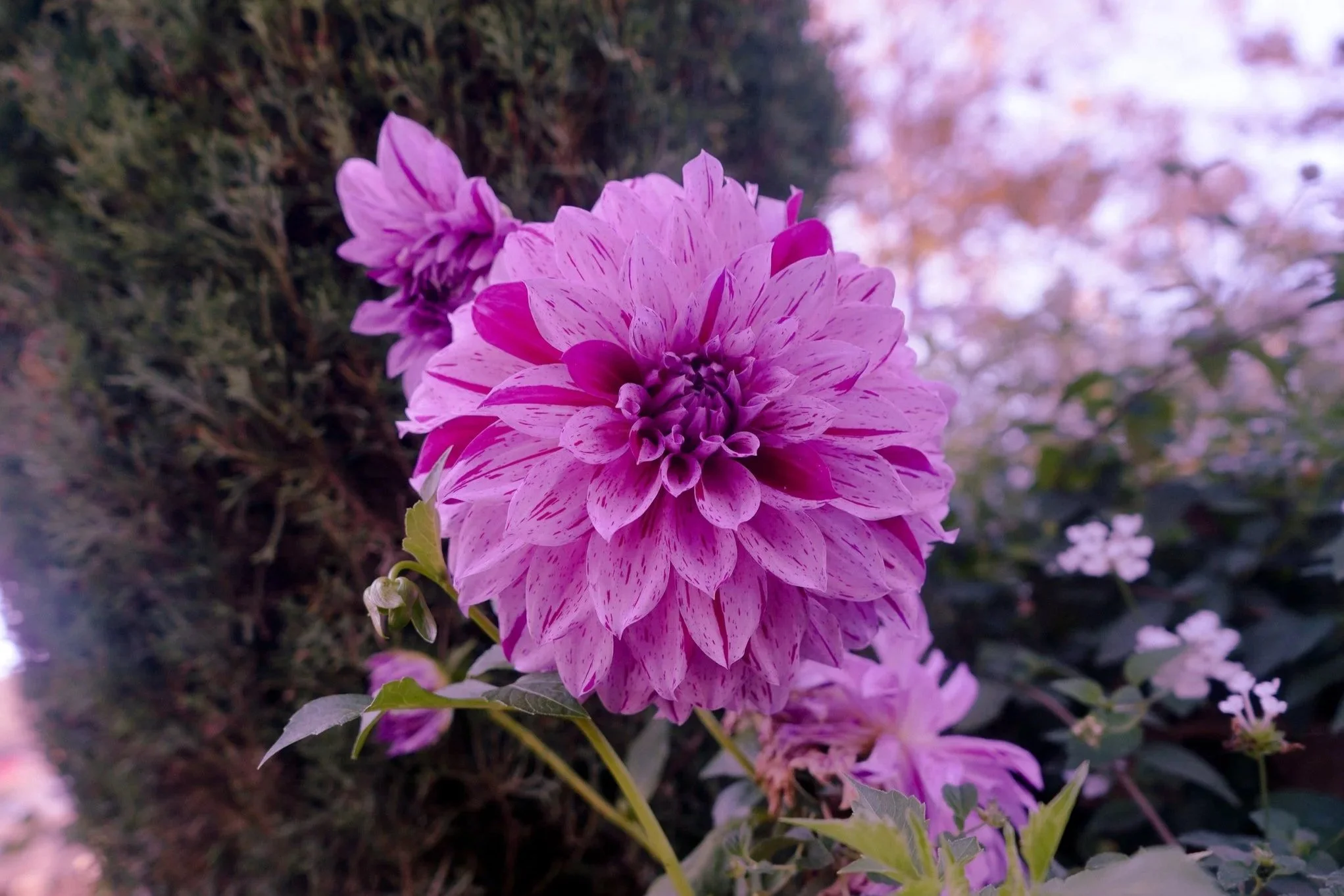 DAHLIA PINNATA