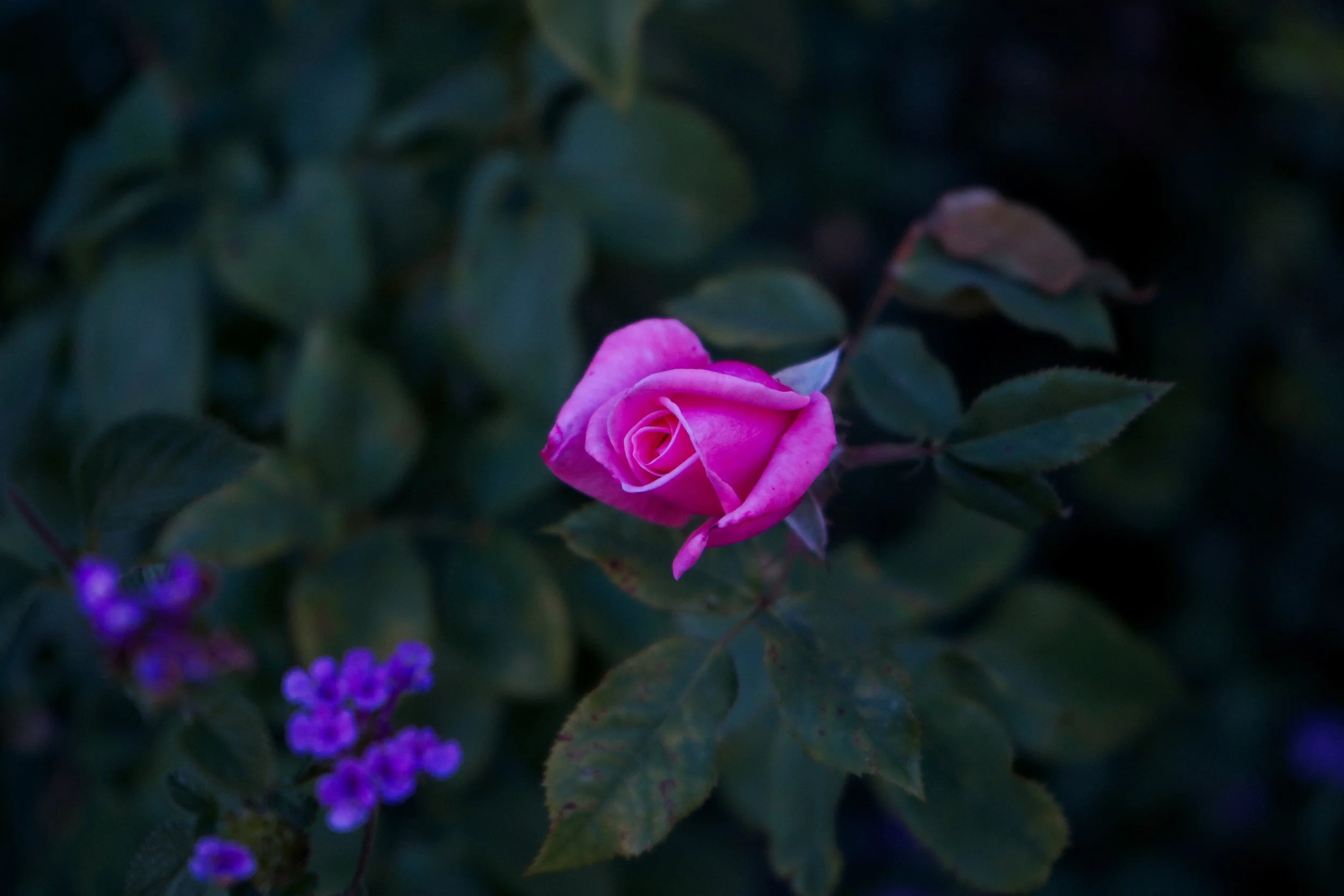 UNKNOWN ROSE ③