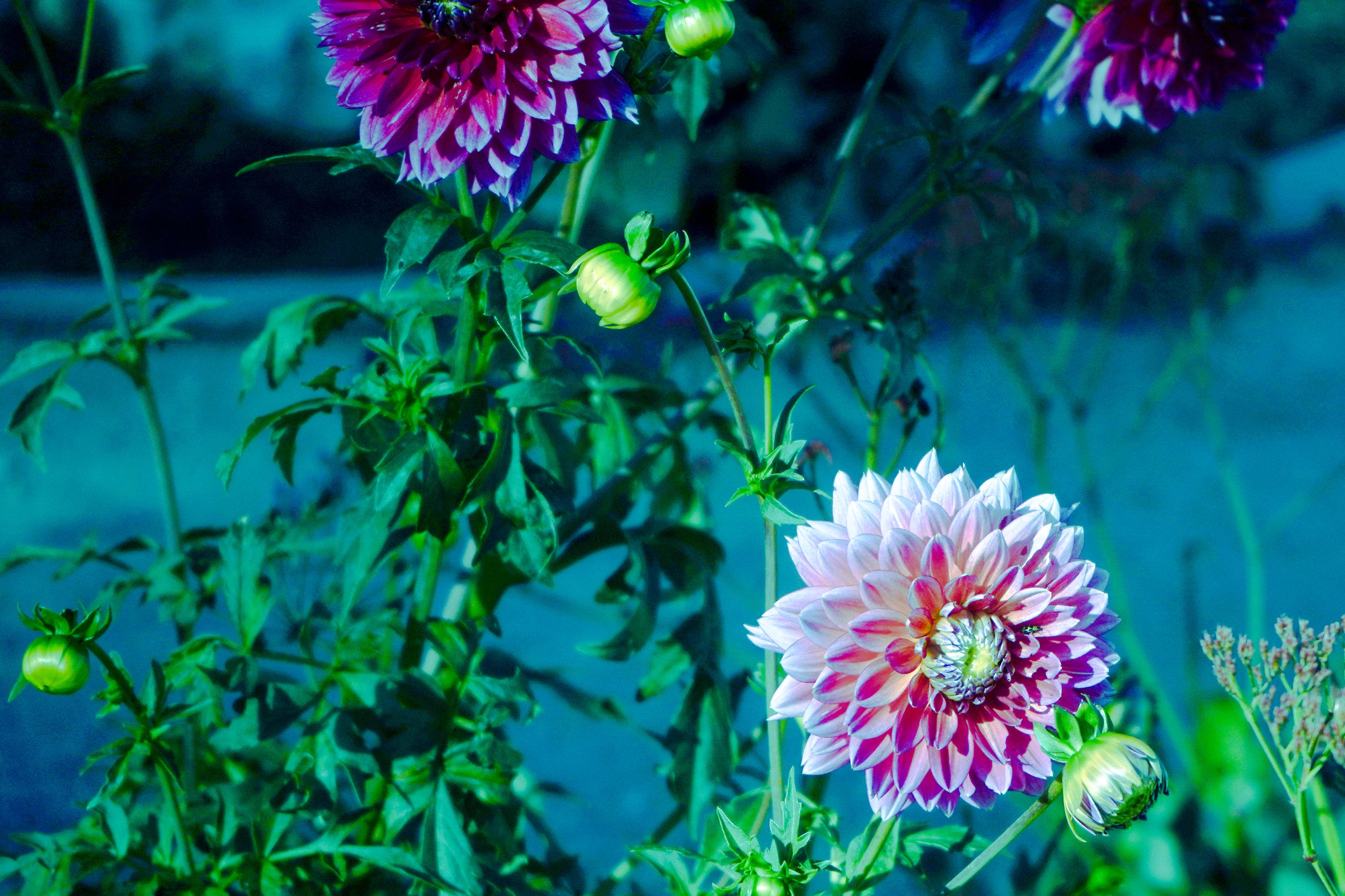 DAHLIA PINNATA
