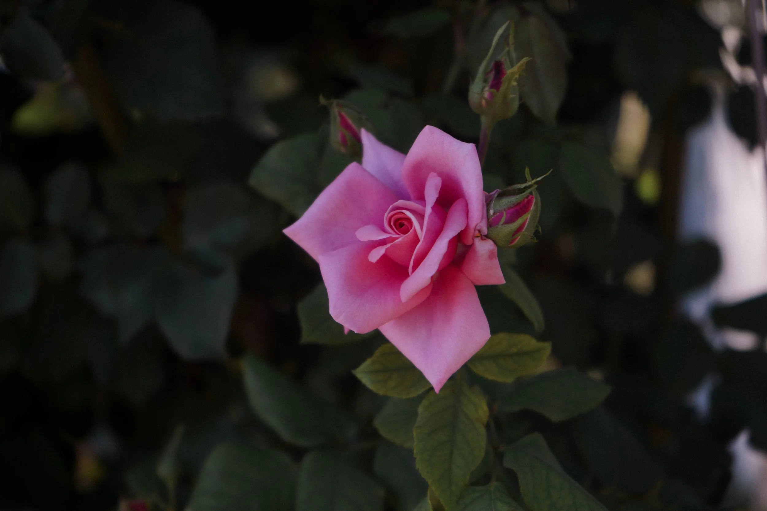 UNKNOWN ROSE ②