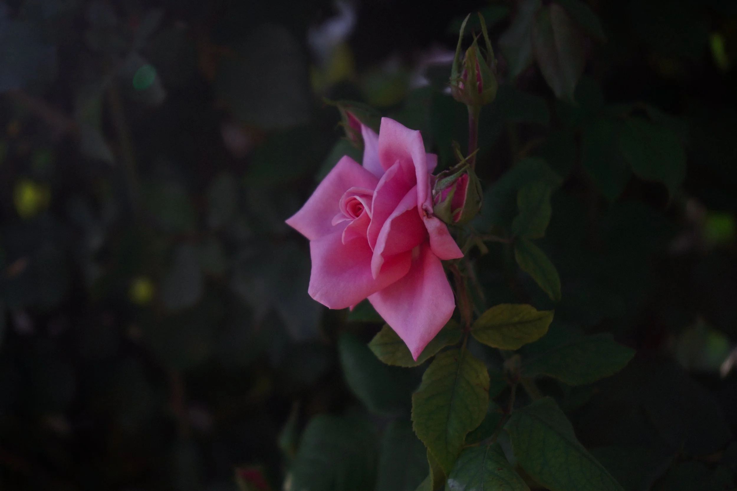 UNKNOWN ROSE ②