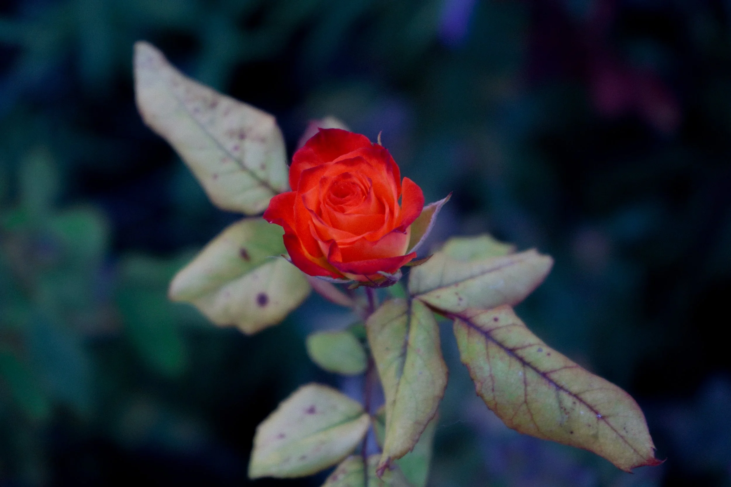 UNKNOWN ROSE ①