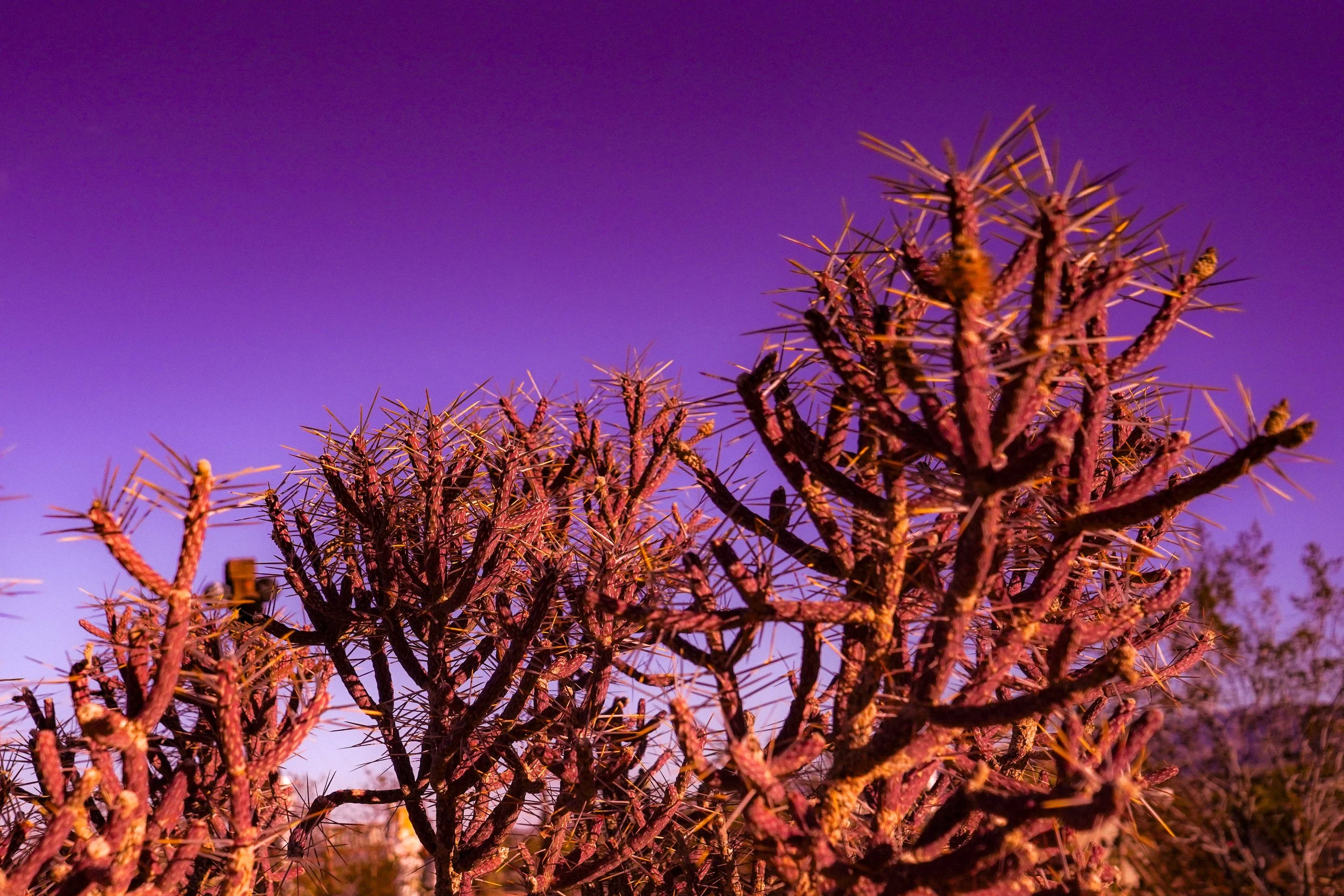 DIAMOND CHOLLA ②